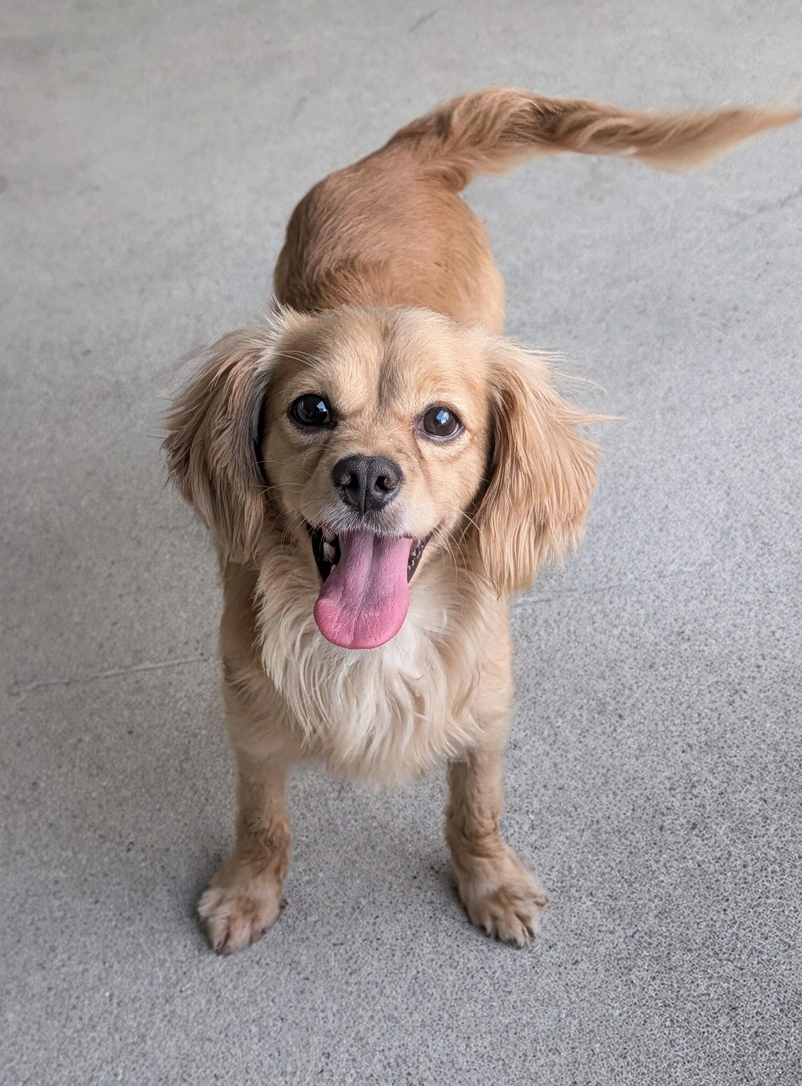 Enlarge Bently, an adopted mixed breed in Baton Rouge, LA image 1/5