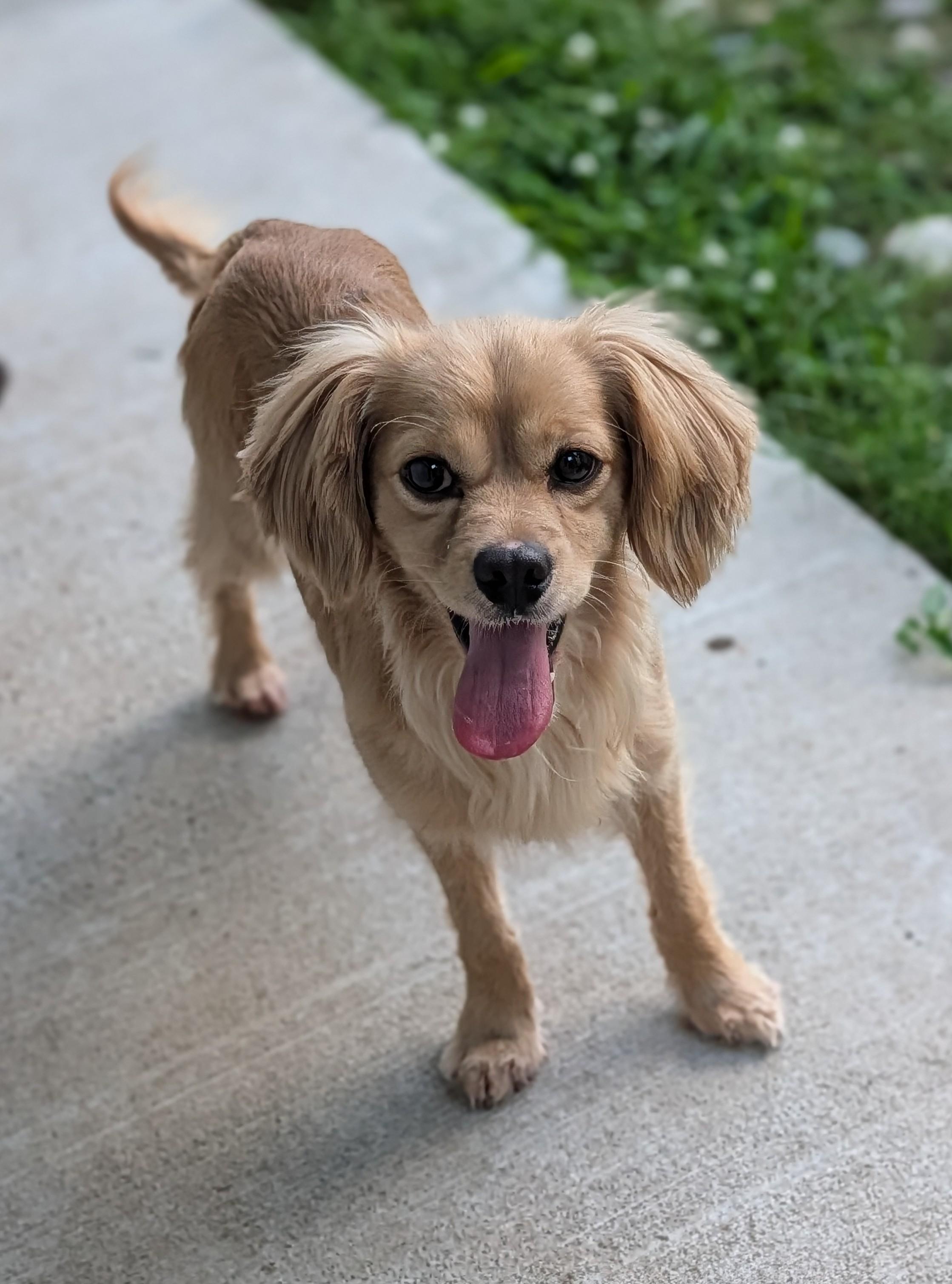 Enlarge Bently, an adopted mixed breed in Baton Rouge, LA image 5/5
