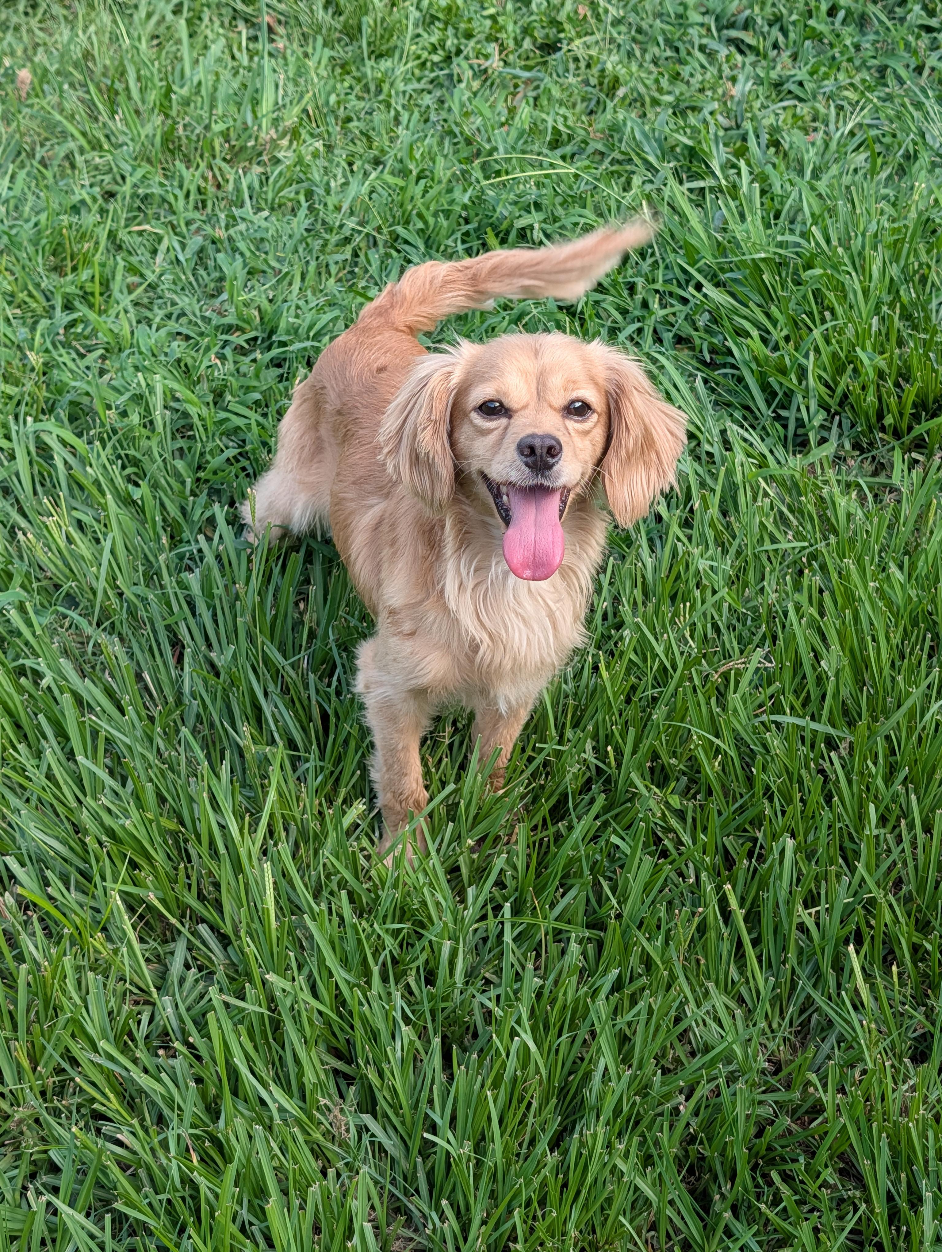 Enlarge Bently, an adopted mixed breed in Baton Rouge, LA image 4/5