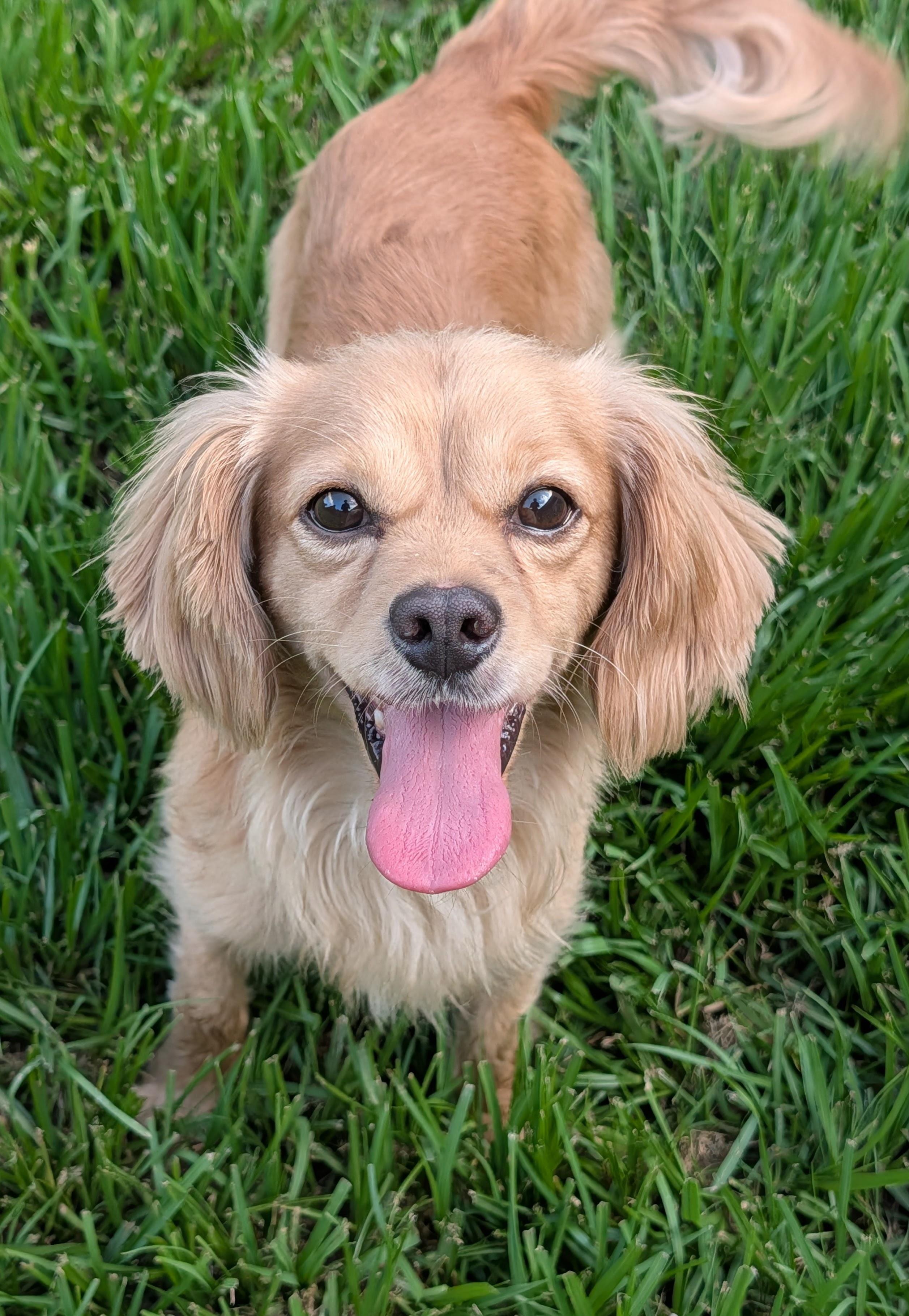 Enlarge Bently, an adopted mixed breed in Baton Rouge, LA image 3/5