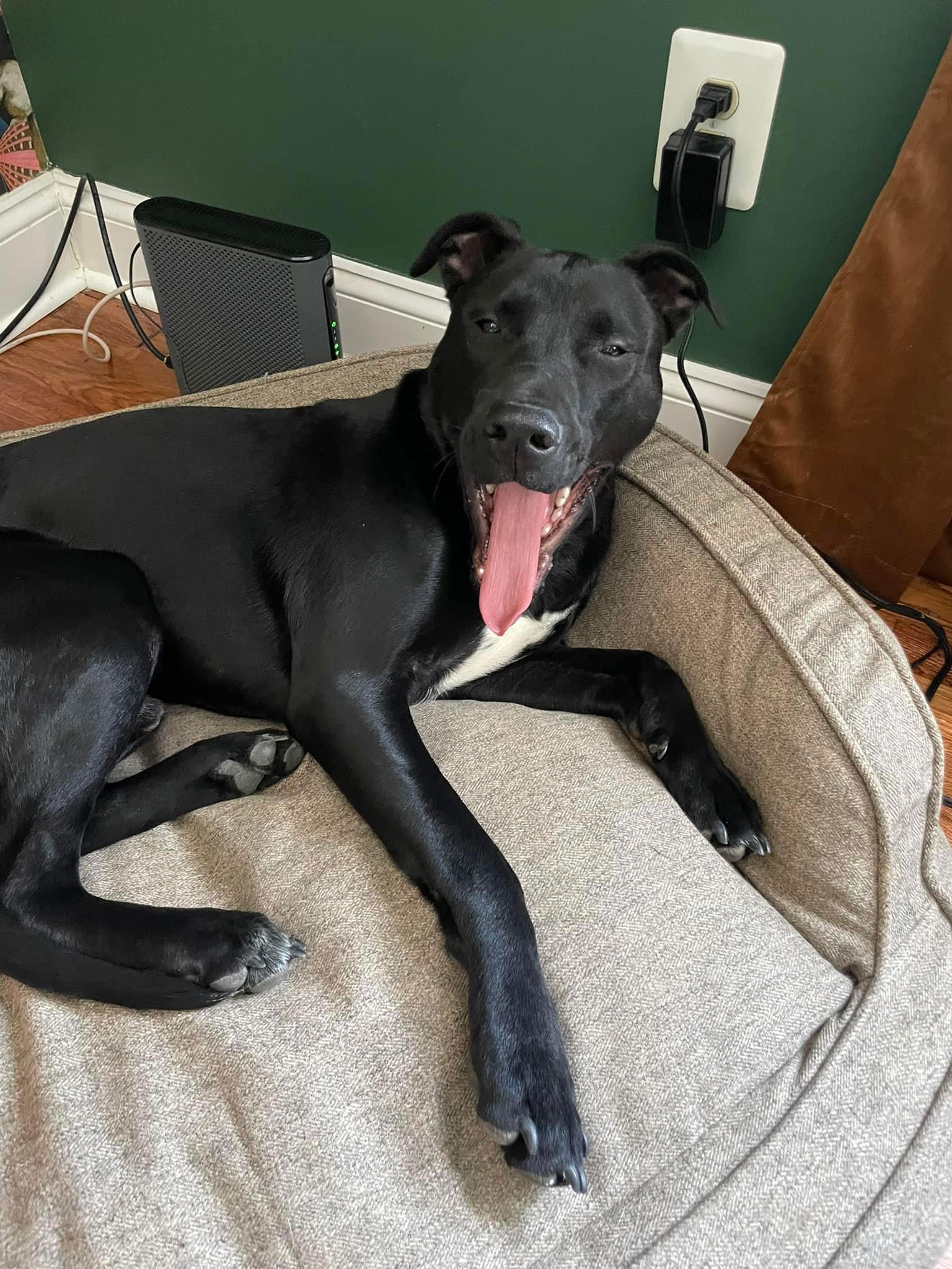 Enlarge Dan, a Adoptable Labrador Retriever in Forest Hill, MD image 1/3