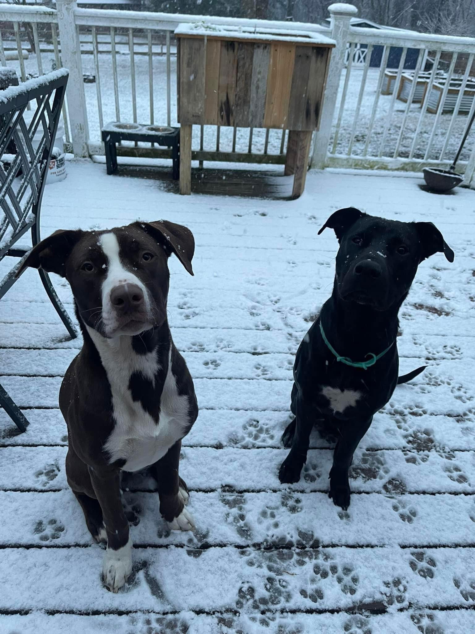 Enlarge Dan, a Adoptable Labrador Retriever in Forest Hill, MD image 2/3