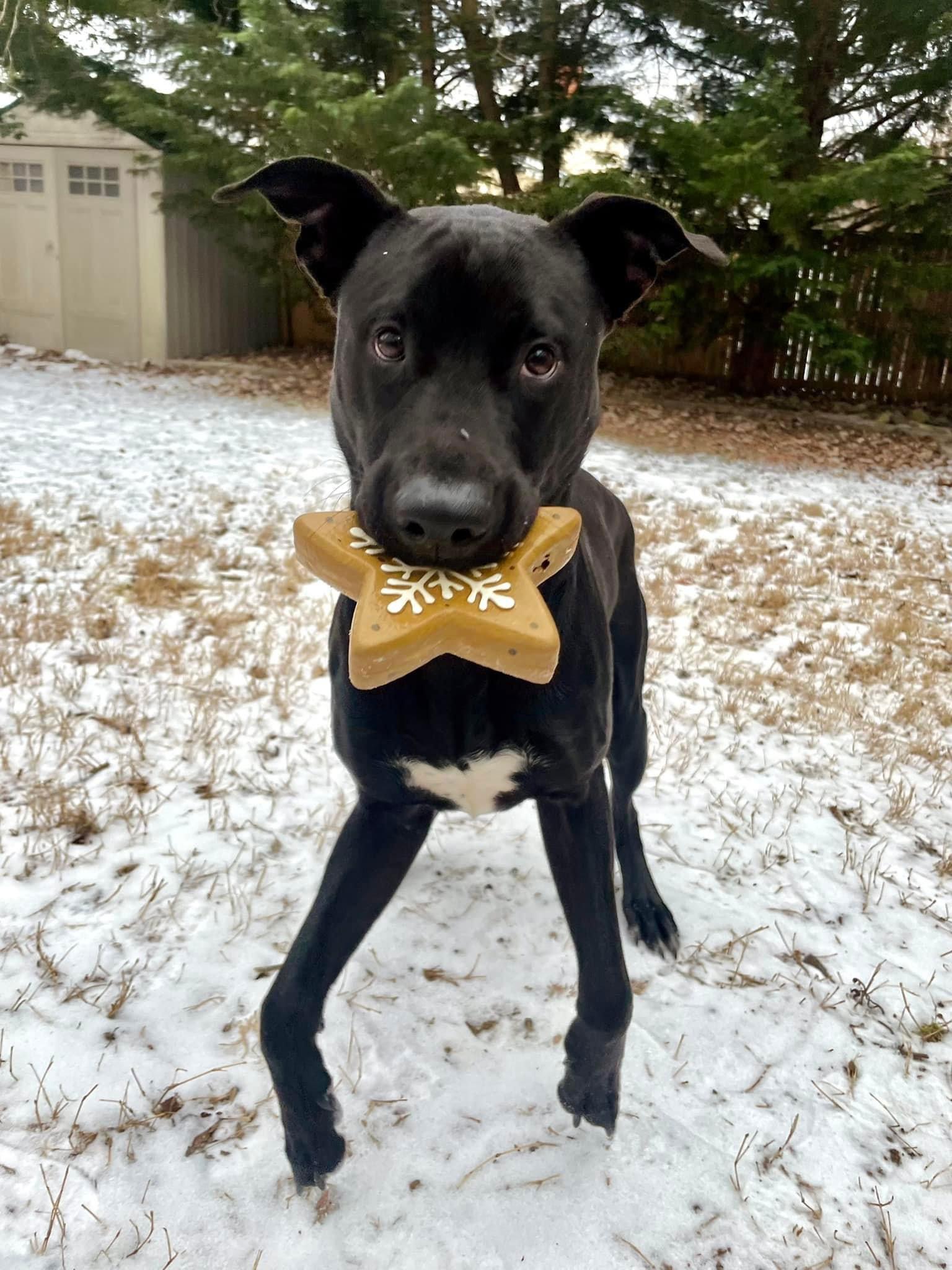 Enlarge Dan, a Adoptable Labrador Retriever in Forest Hill, MD image 3/3