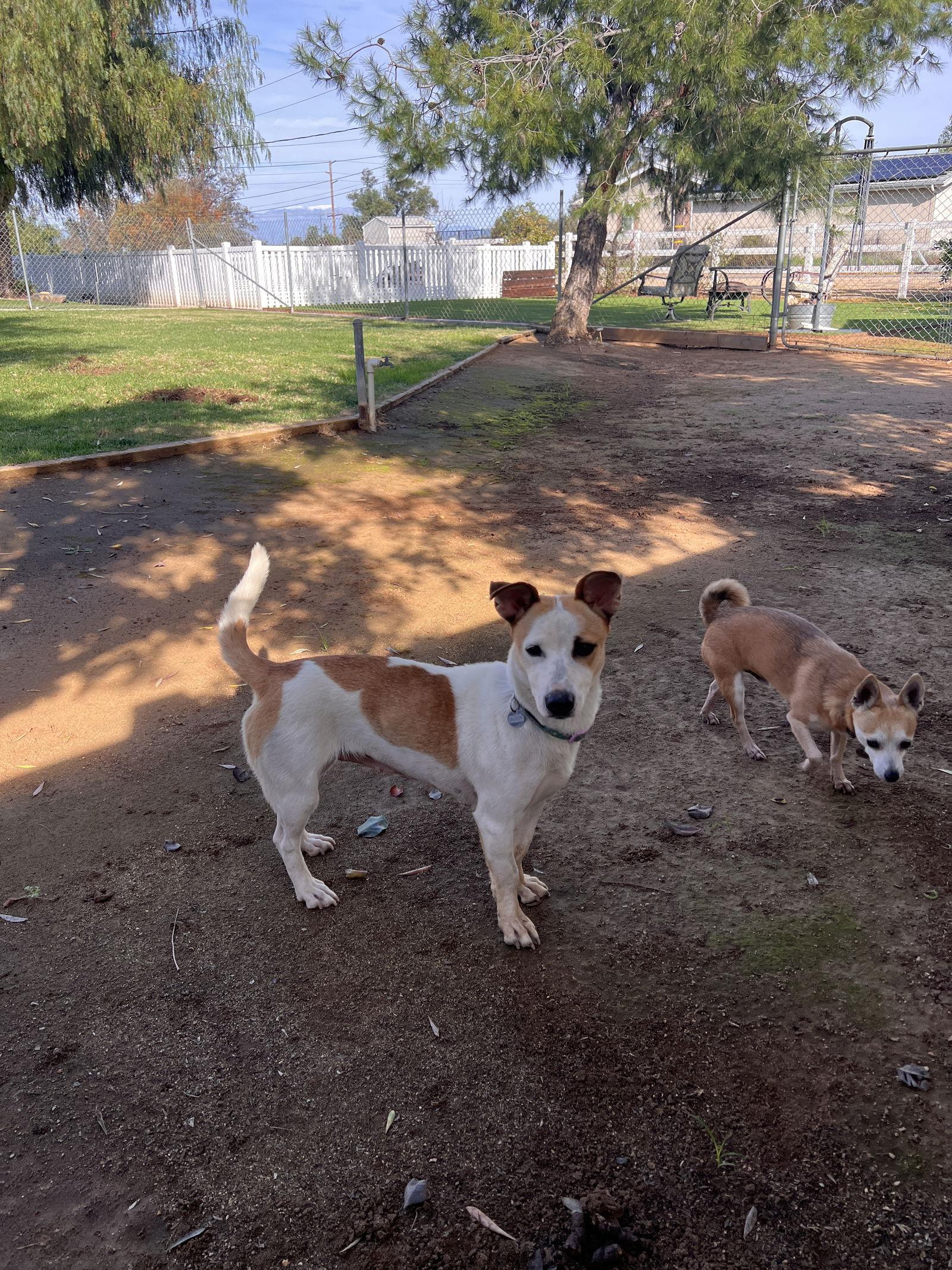 Enlarge Birdie, a Adoptable mixed breed in Orange, CA image 2/3