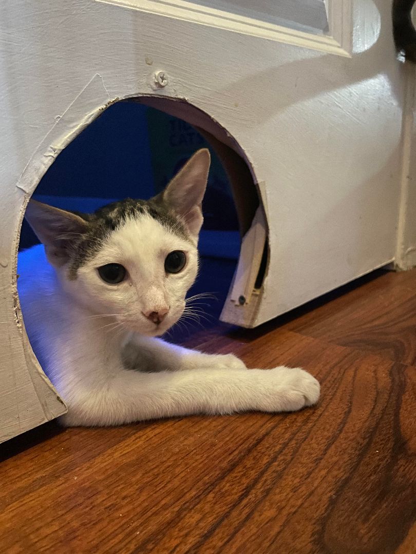 Scout, a Adoptable Domestic Short Hair in Honolulu, HI image 4/6