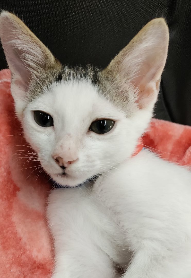 Scout, a Adoptable Domestic Short Hair in Honolulu, HI image 5/6