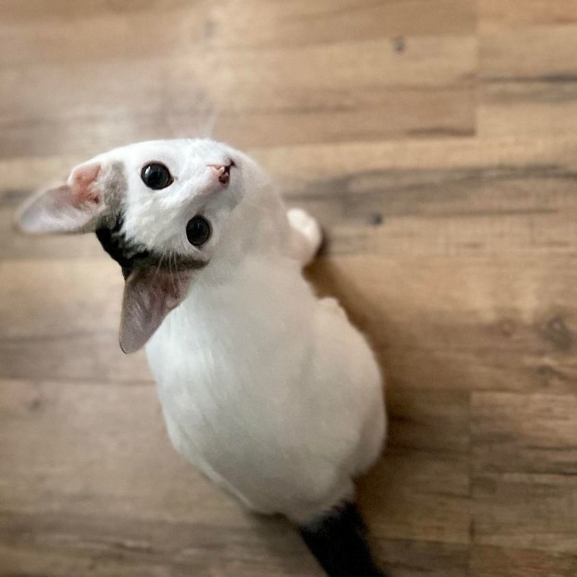 Scout, a Adoptable Domestic Short Hair in Honolulu, HI image 1/6