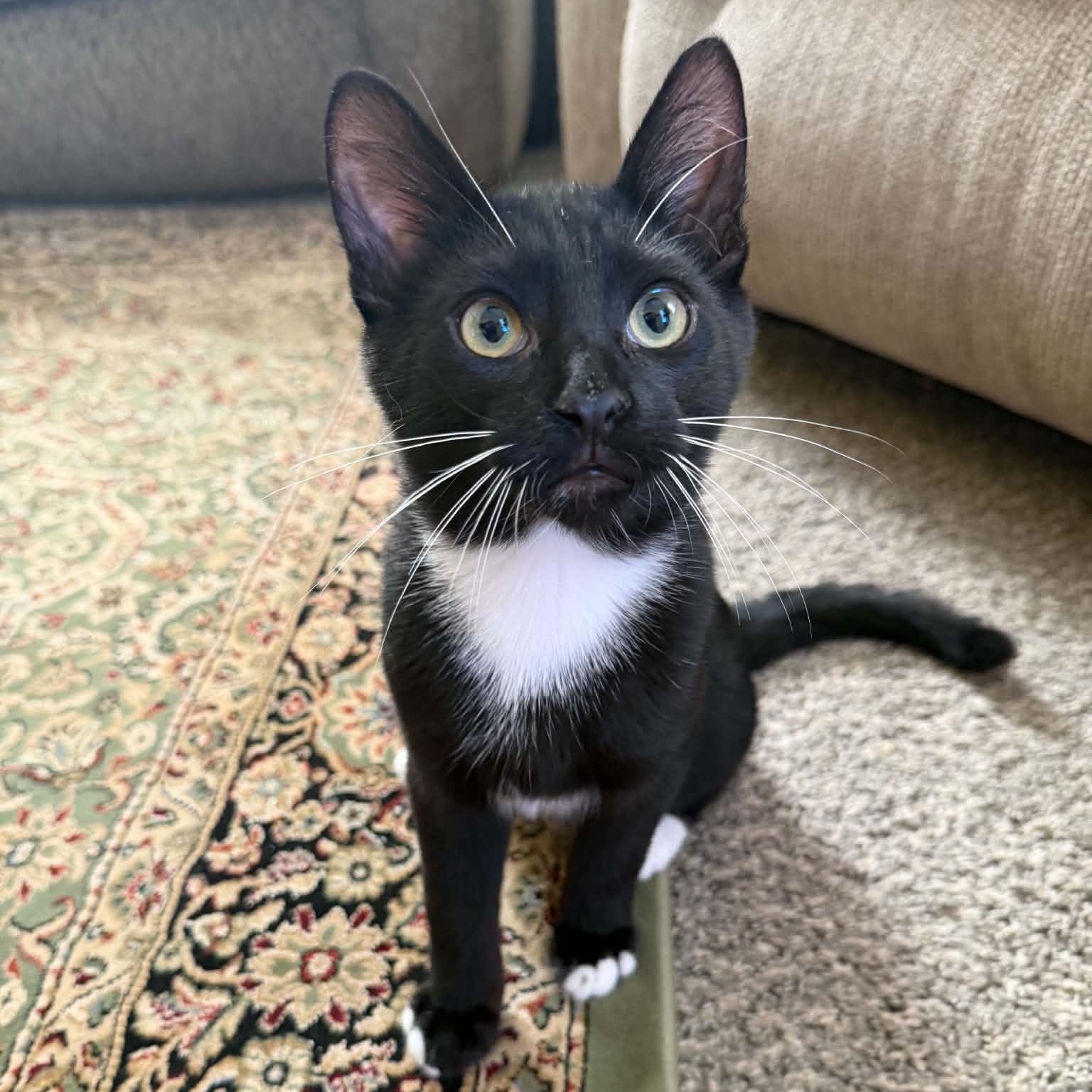 Dale (must adopt with Brennan), Adopted, Kitten Male Tuxedo.