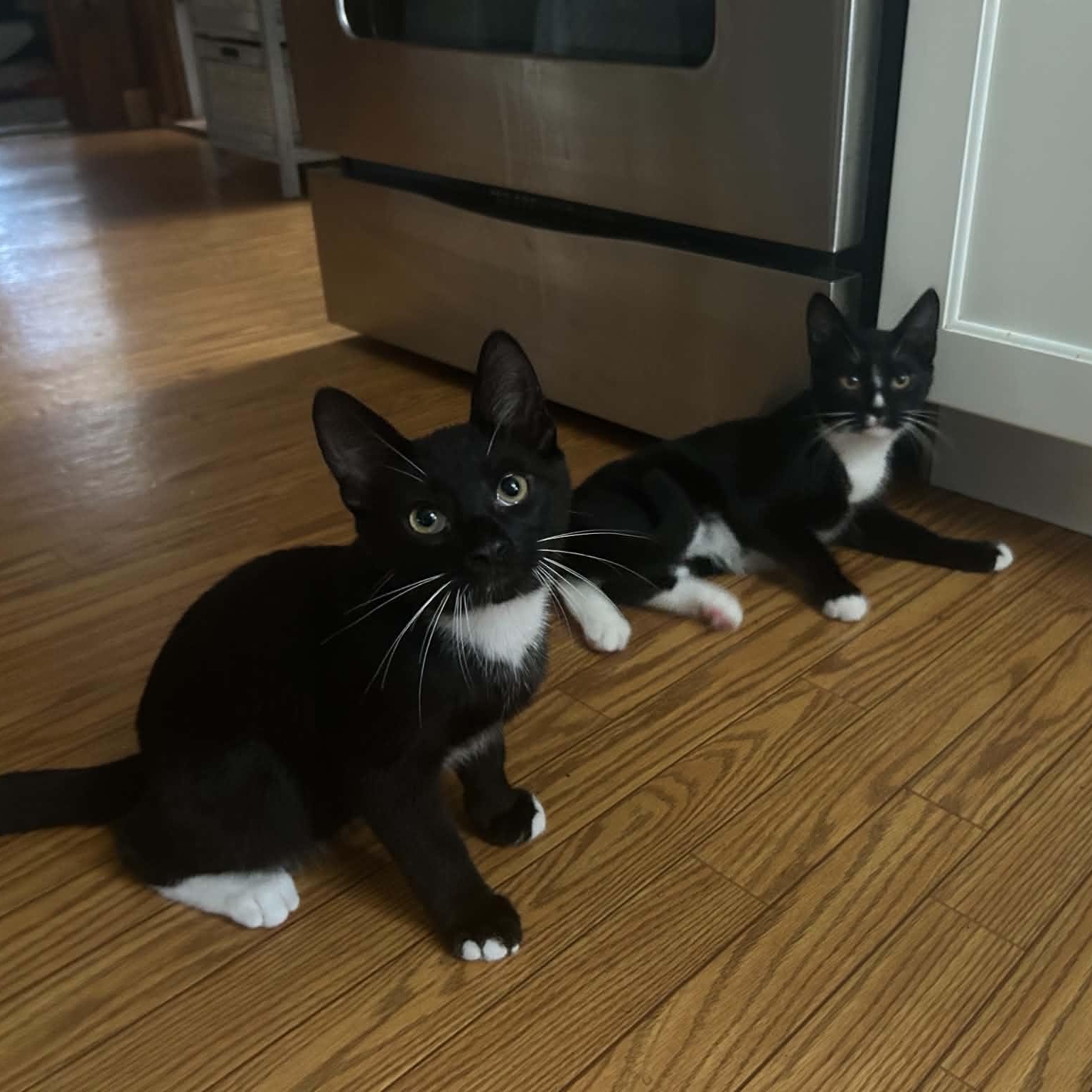 Enlarge Dale (must adopt with Brennan), a Adopted Tuxedo in New Bedford, MA image 2/6