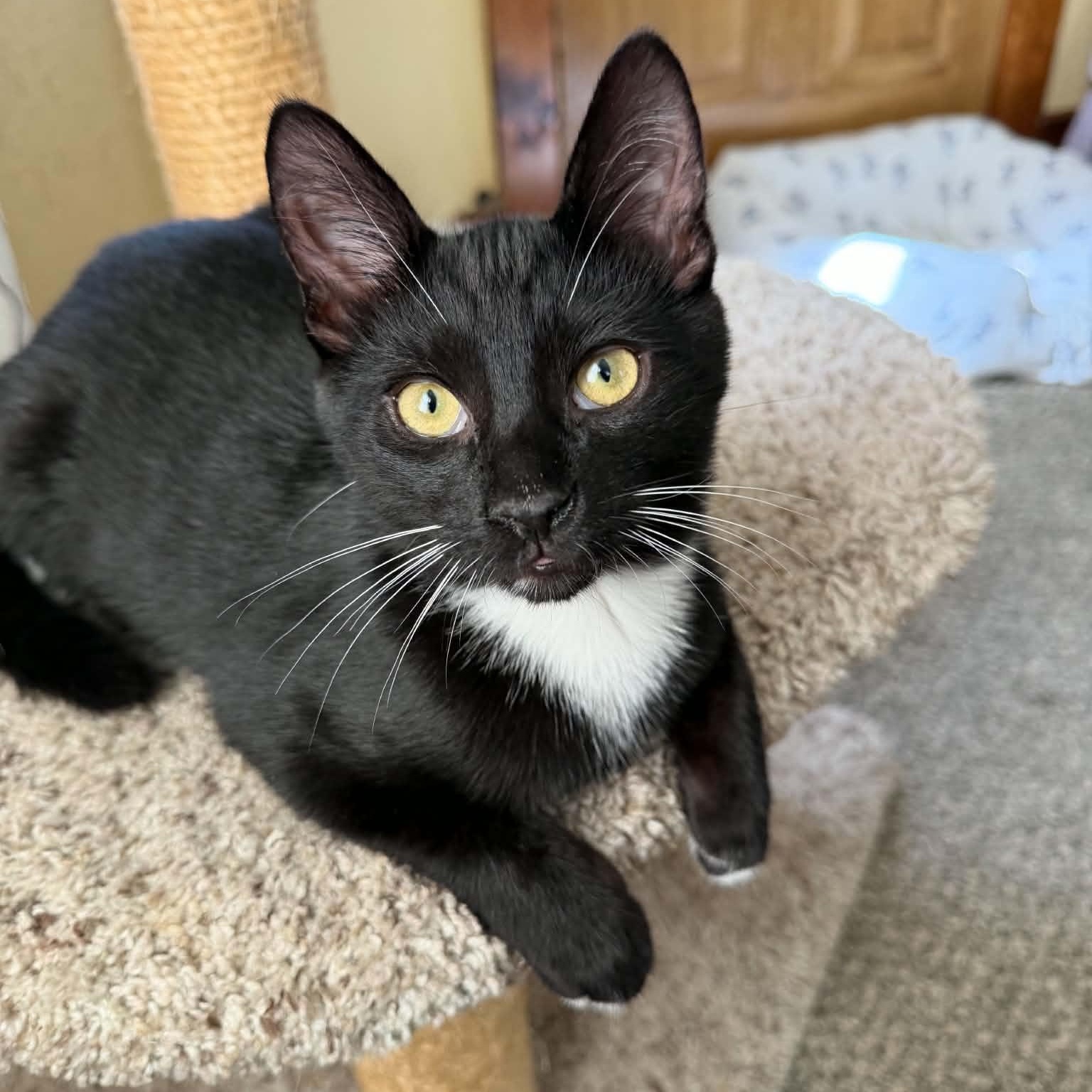 Enlarge Dale (must adopt with Brennan), a Adopted Tuxedo in New Bedford, MA image 3/6