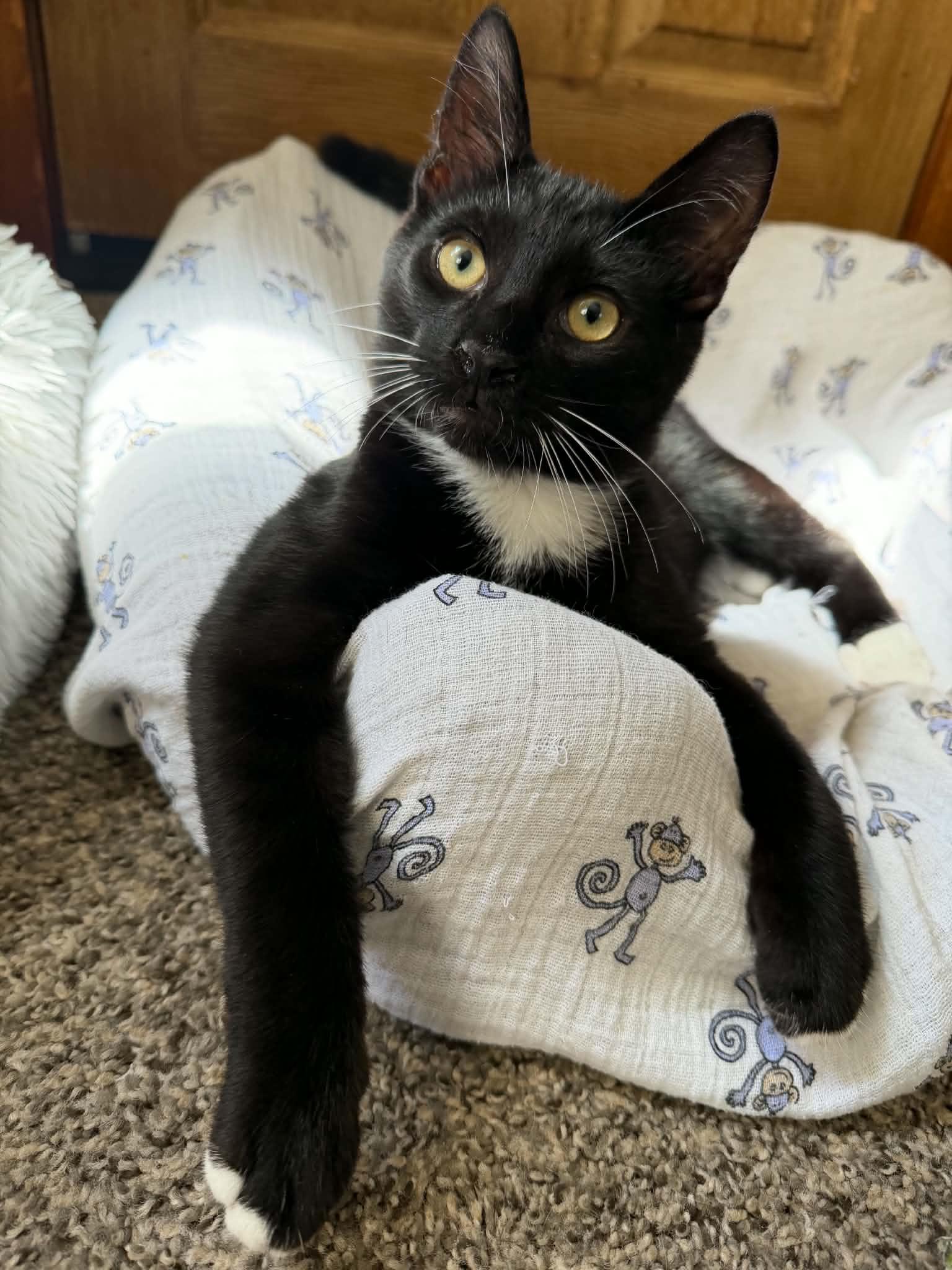 Enlarge Dale (must adopt with Brennan), a Adopted Tuxedo in New Bedford, MA image 5/6