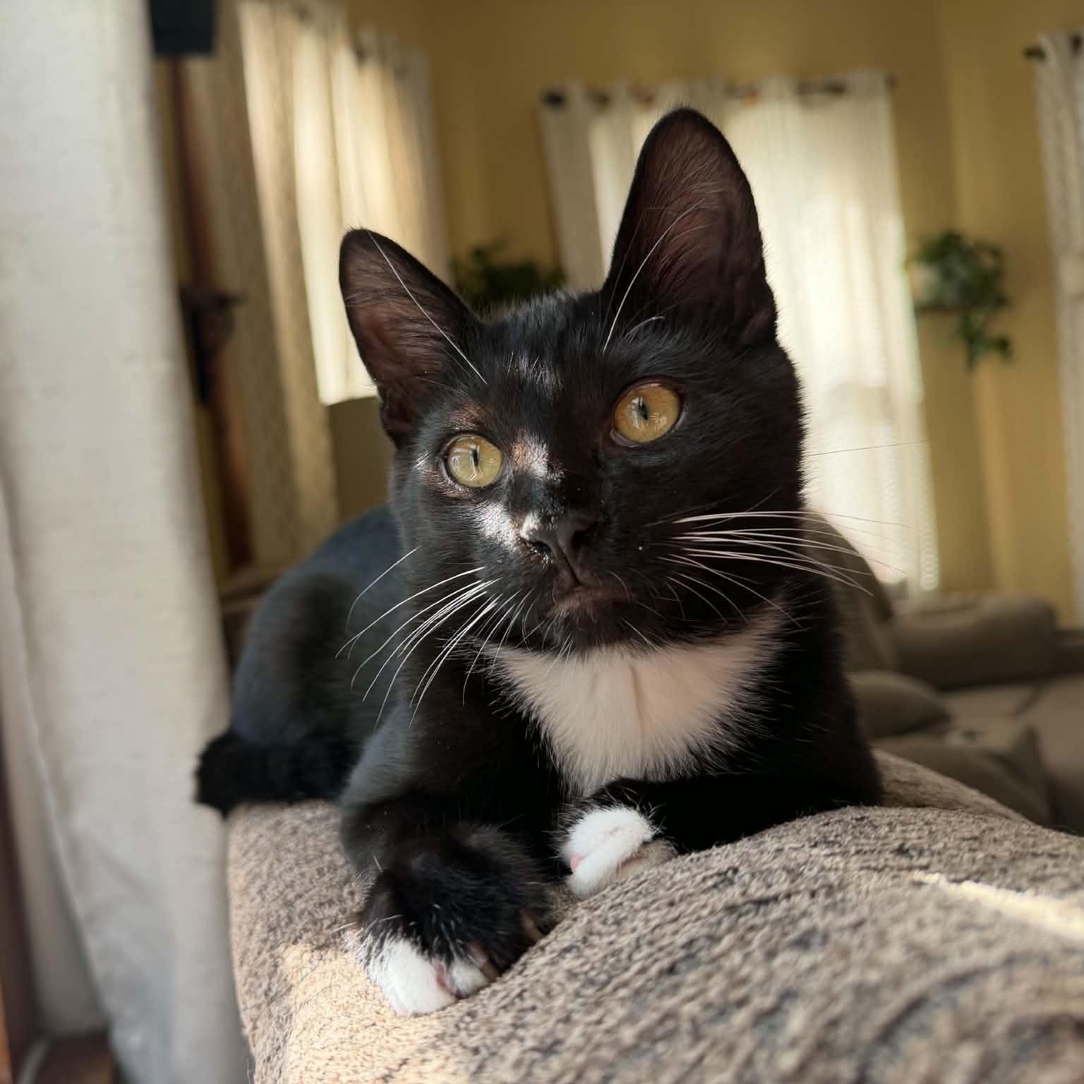 Enlarge Dale (must adopt with Brennan), a Adopted Tuxedo in New Bedford, MA image 6/6