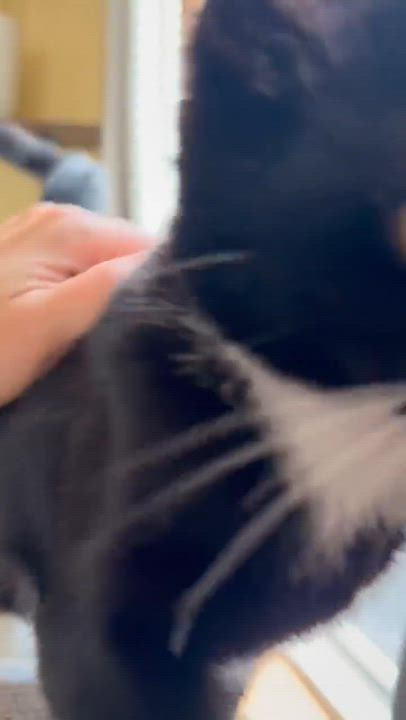 Enlarge Dale (must adopt with Brennan), a Adopted Tuxedo in New Bedford, MA video 4/6