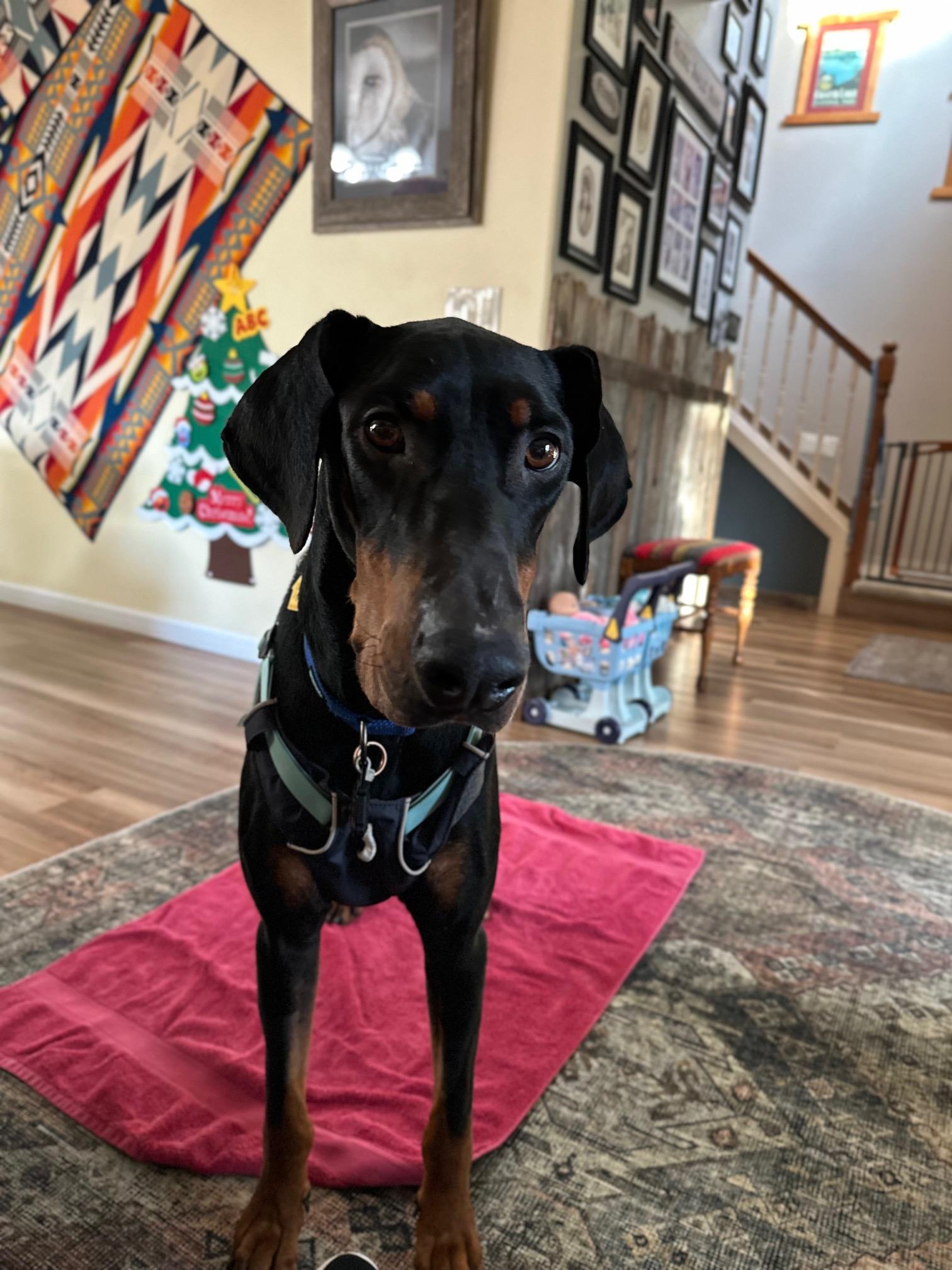 Dax (aka Moose), ADOPTABLE, Adult Male Doberman Pinscher.