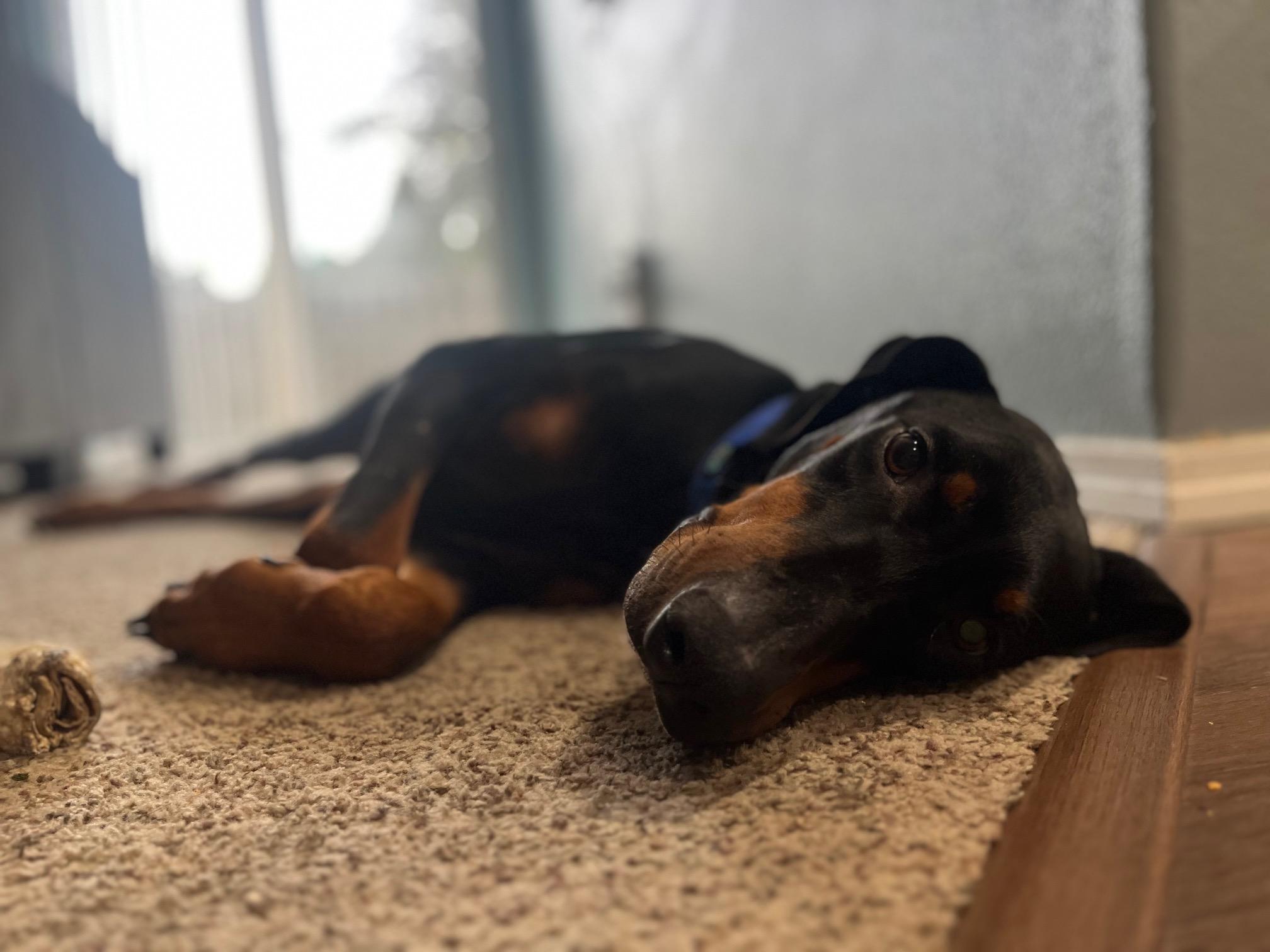 Enlarge Dax (aka Moose), a ADOPTABLE Doberman Pinscher in Portland, OR image 3/5