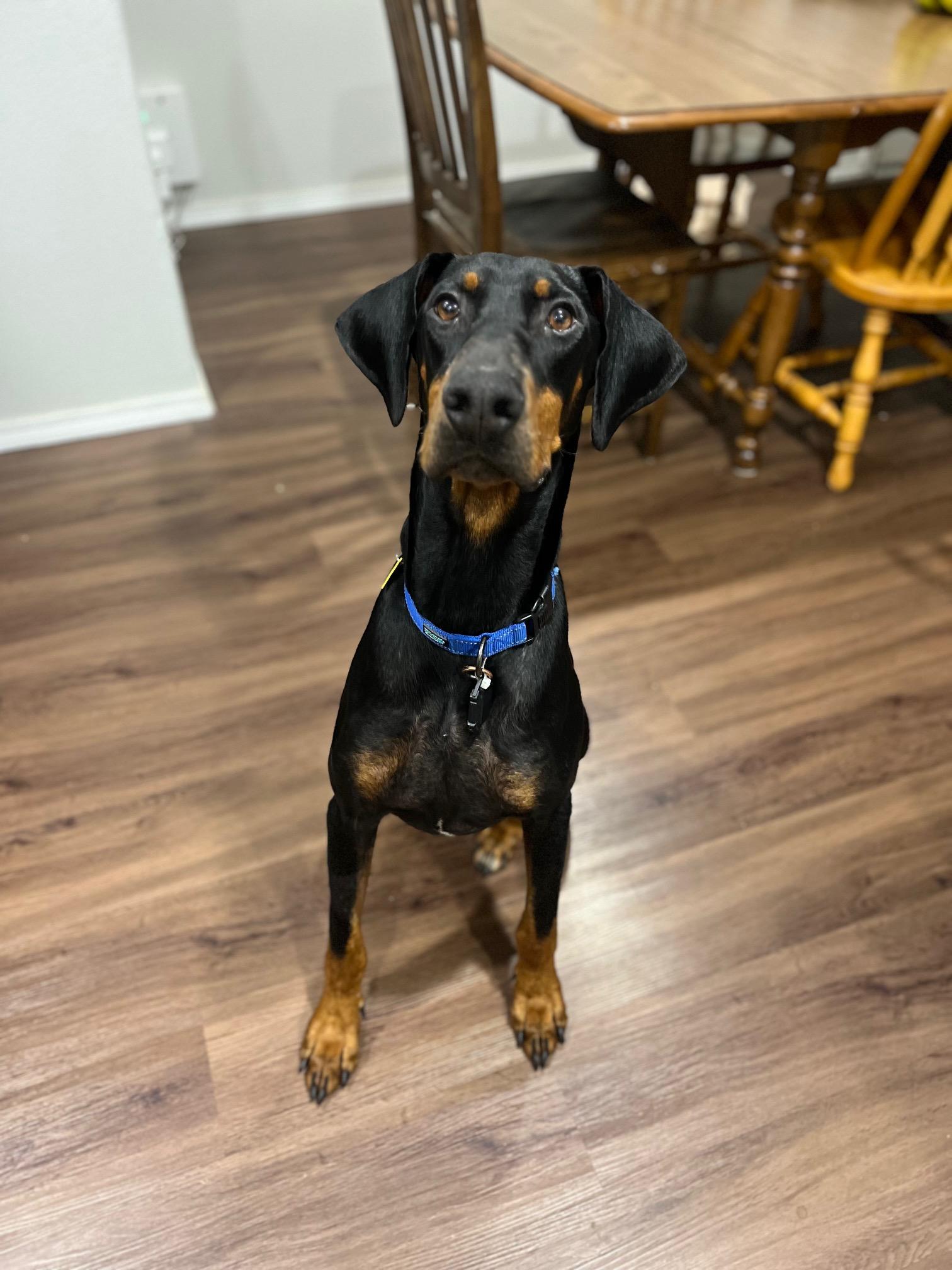 Enlarge Dax (aka Moose), a ADOPTABLE Doberman Pinscher in Portland, OR image 4/5