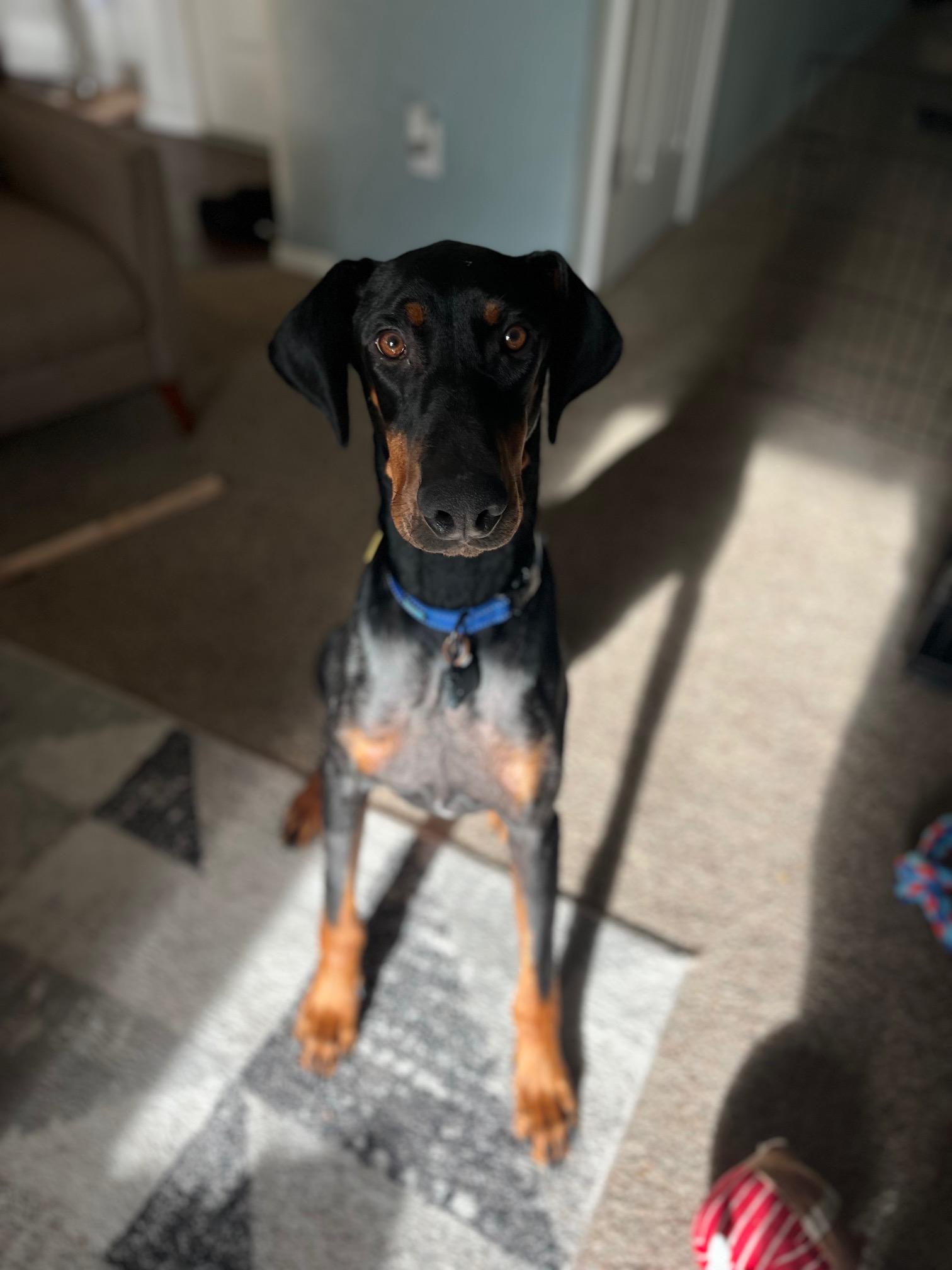 Enlarge Dax (aka Moose), a ADOPTABLE Doberman Pinscher in Portland, OR image 5/5