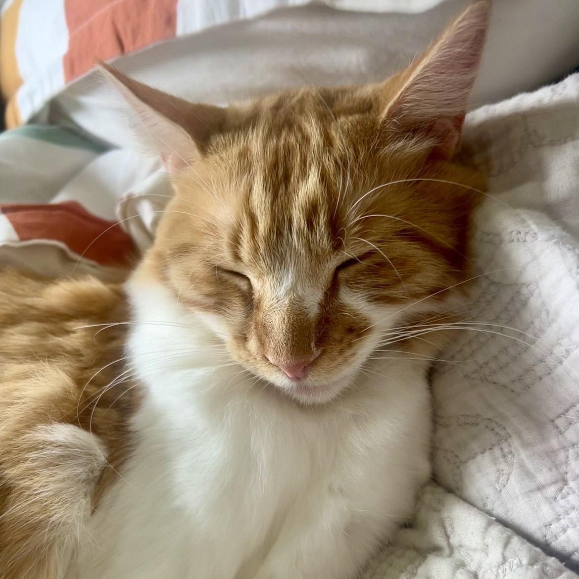 First Mate (AKA Mango), adoptable, Young Male Domestic Medium Hair.