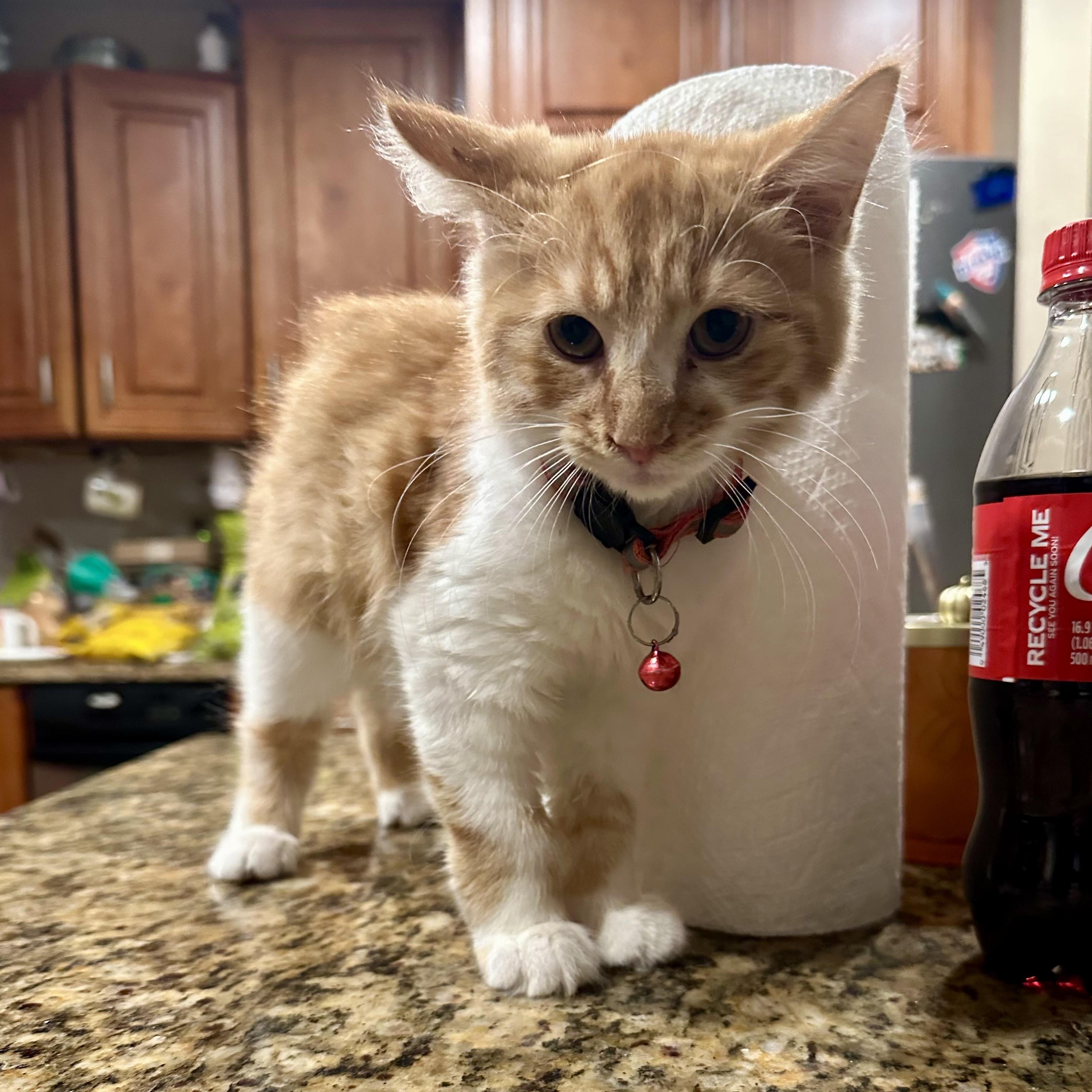 Enlarge First Mate (AKA Mango), an adoptable Domestic Medium Hair in Richmond, VA image 3/3