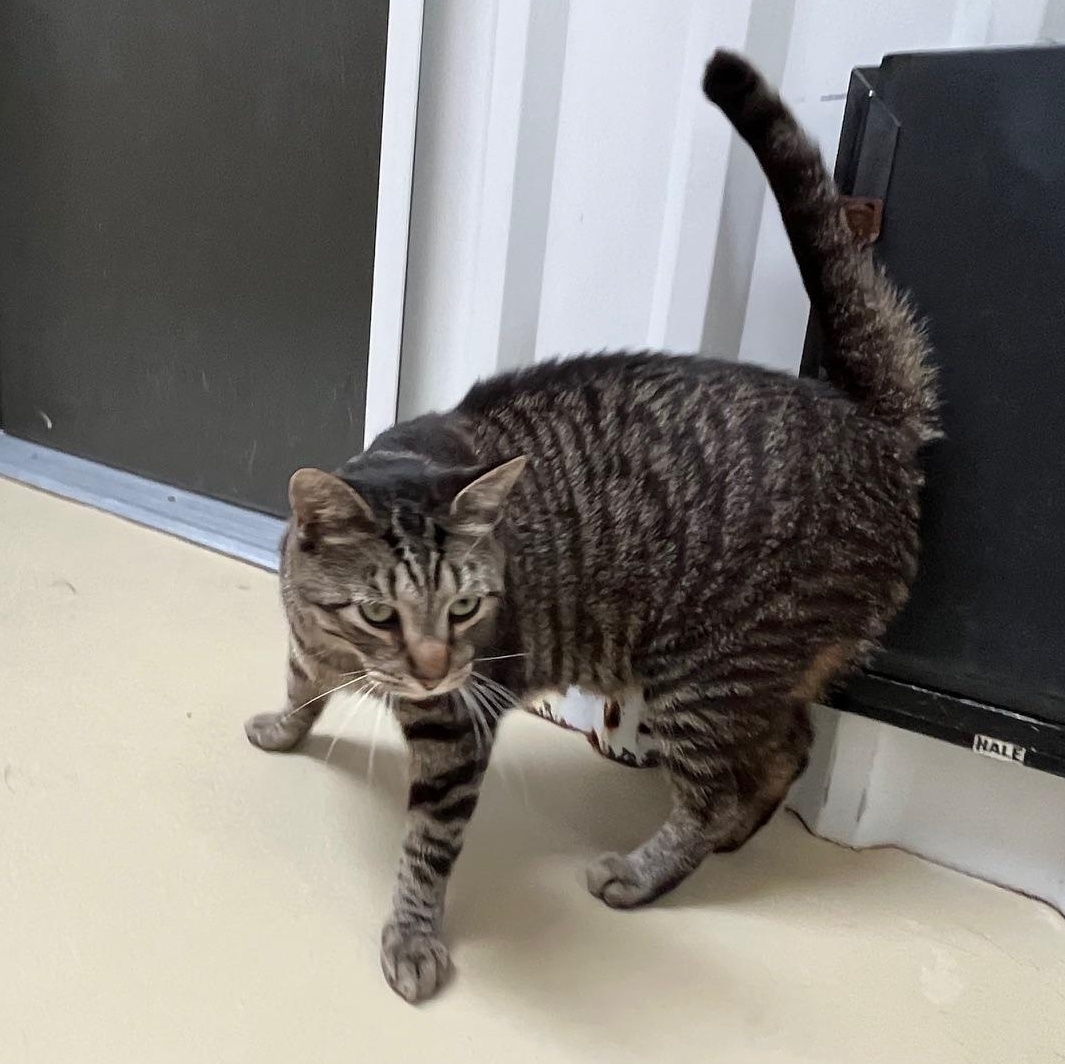 Enlarge Zebra, a Adoptable mixed breed in Clarksville, VA image 3/6