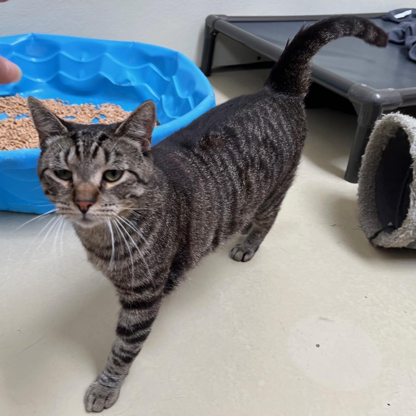 Enlarge Zebra, a Adoptable mixed breed in Clarksville, VA image 1/6