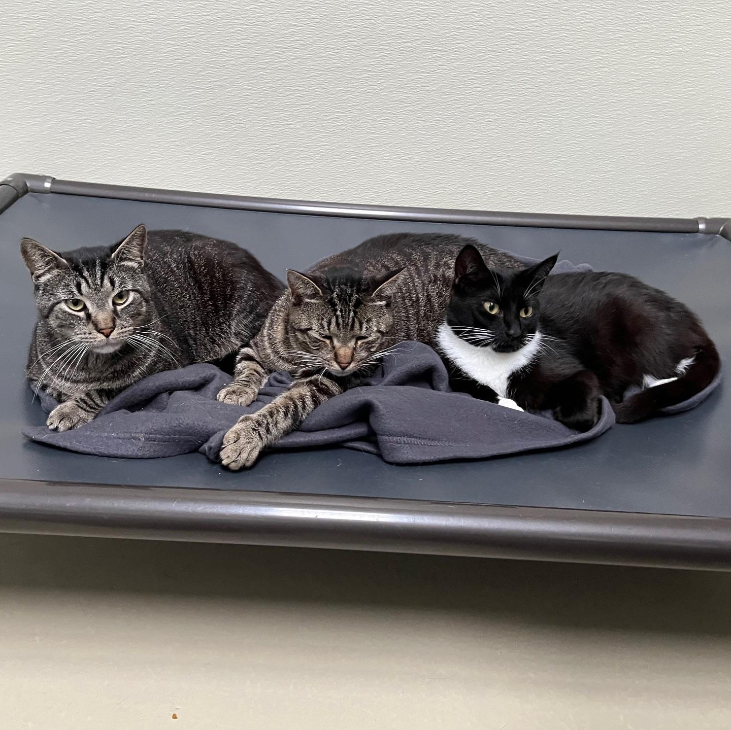 Enlarge Zebra, a Adoptable mixed breed in Clarksville, VA image 2/6