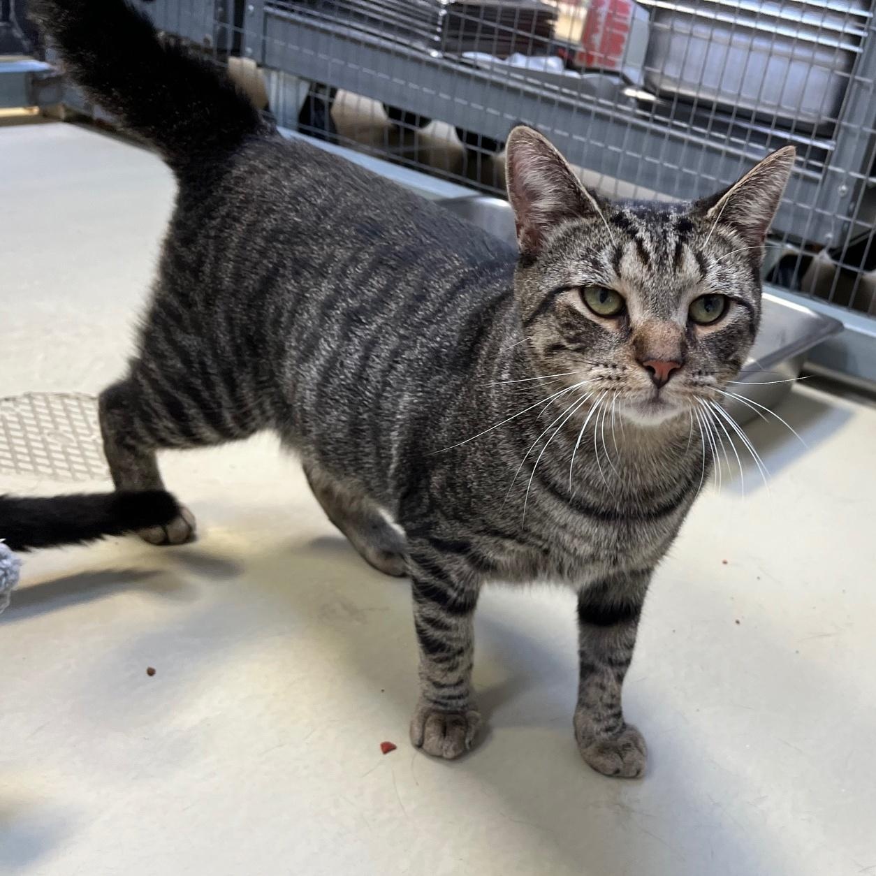 Enlarge Zebra, a Adoptable mixed breed in Clarksville, VA image 4/6