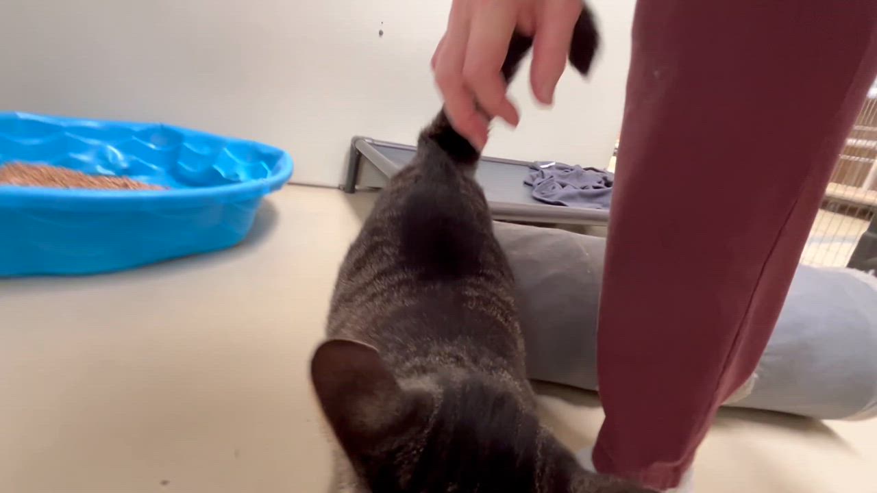 Enlarge Zebra, a Adoptable mixed breed in Clarksville, VA video 6/6