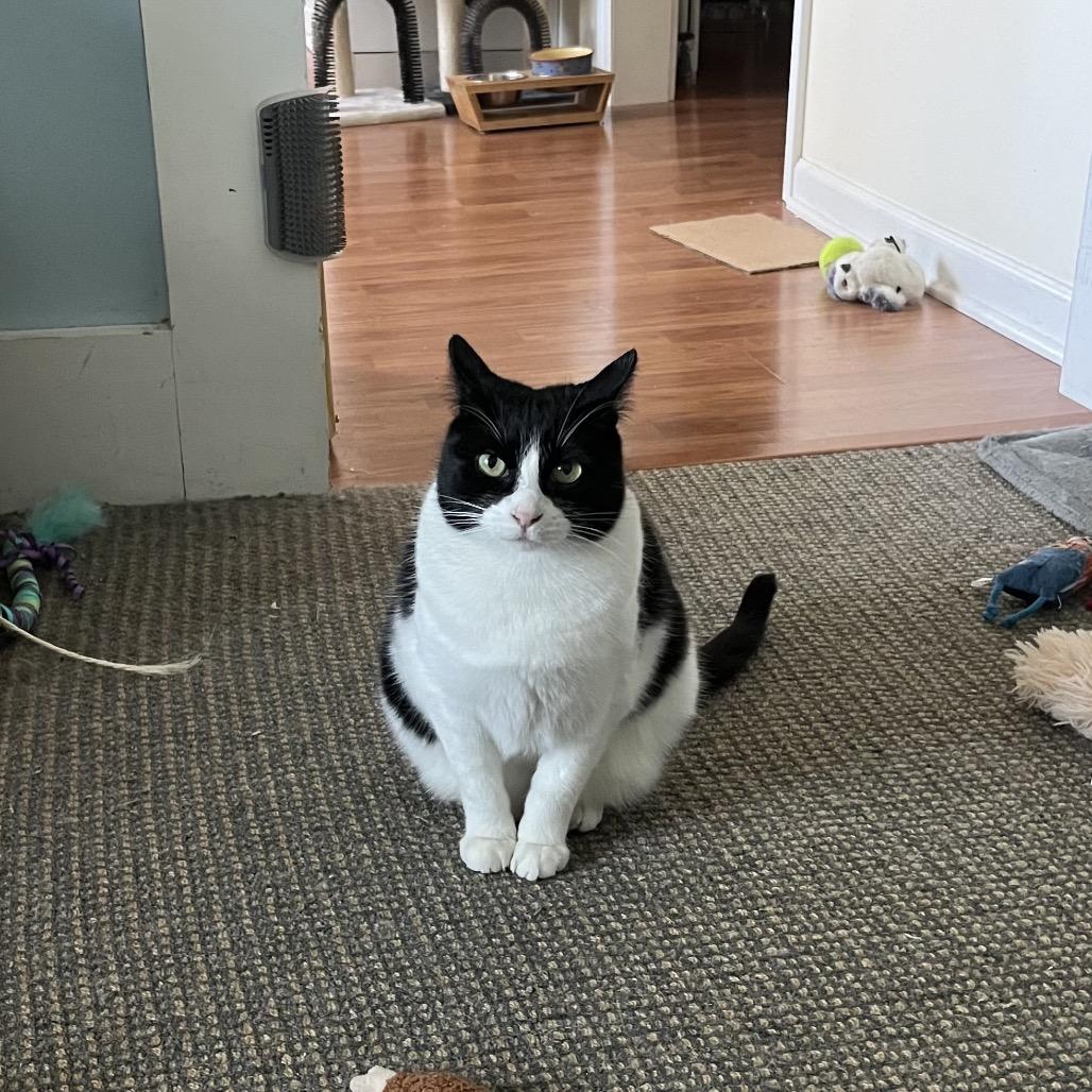 Enlarge Knock Knock, a Adoptable Domestic Short Hair in Brooklyn, NY image 1/3