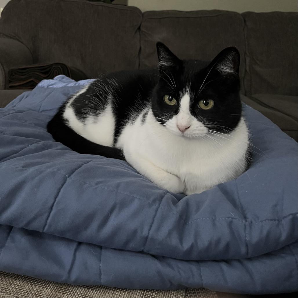 Enlarge Knock Knock, a Adoptable Domestic Short Hair in Brooklyn, NY image 2/3