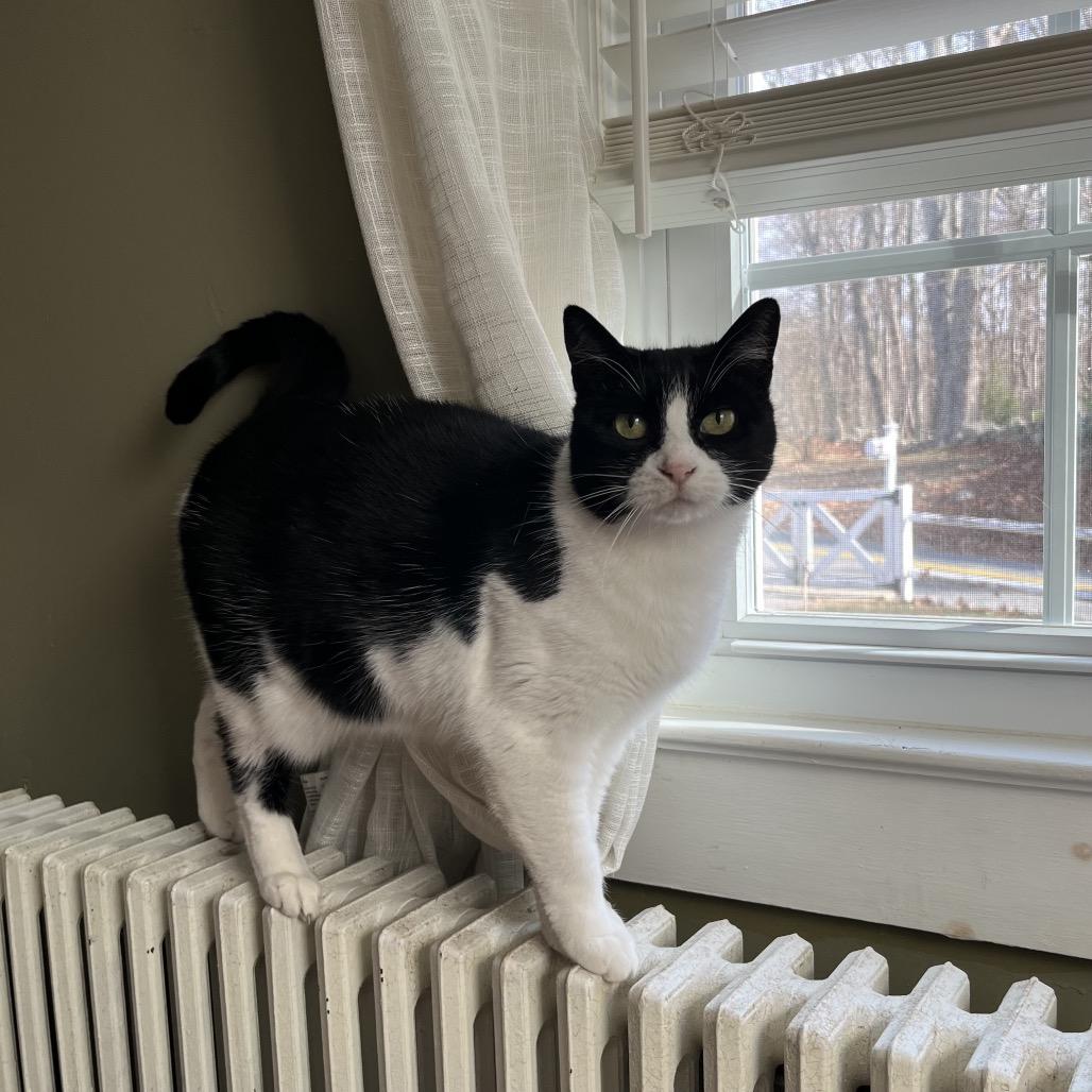 Enlarge Knock Knock, a Adoptable Domestic Short Hair in Brooklyn, NY image 3/3