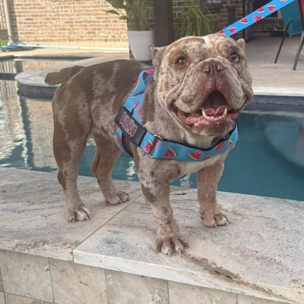 Enlarge Pebbles, a ADOPTABLE mixed breed in Houston, TX image 2/3