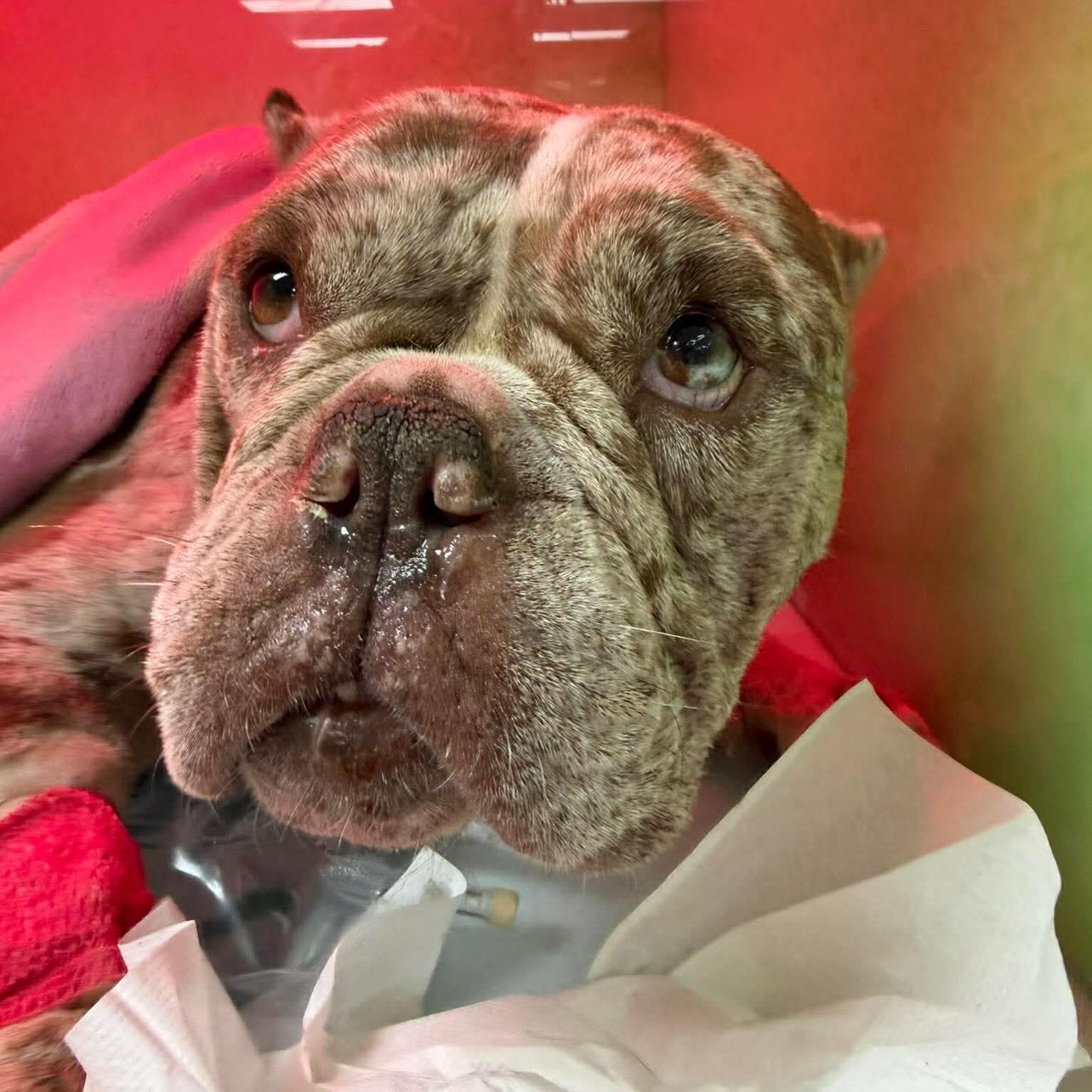 Enlarge Pebbles, a ADOPTABLE mixed breed in Houston, TX image 3/3