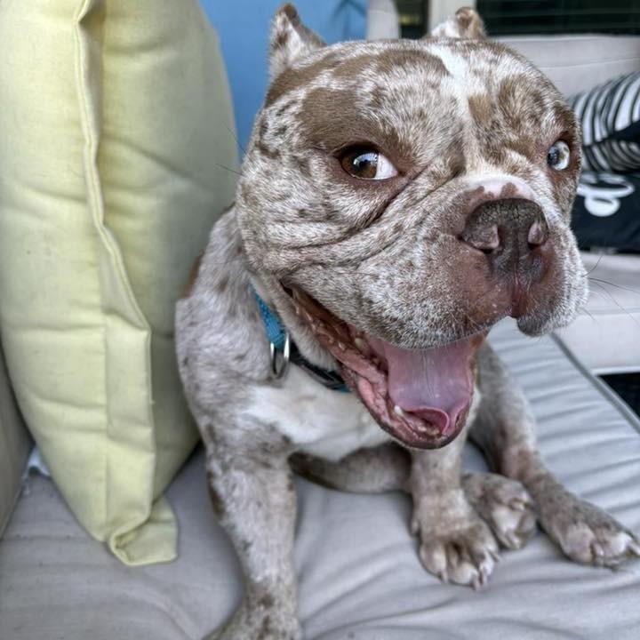 Pebbles, ADOPTABLE, Adult Female English Bulldog & Bulldog.