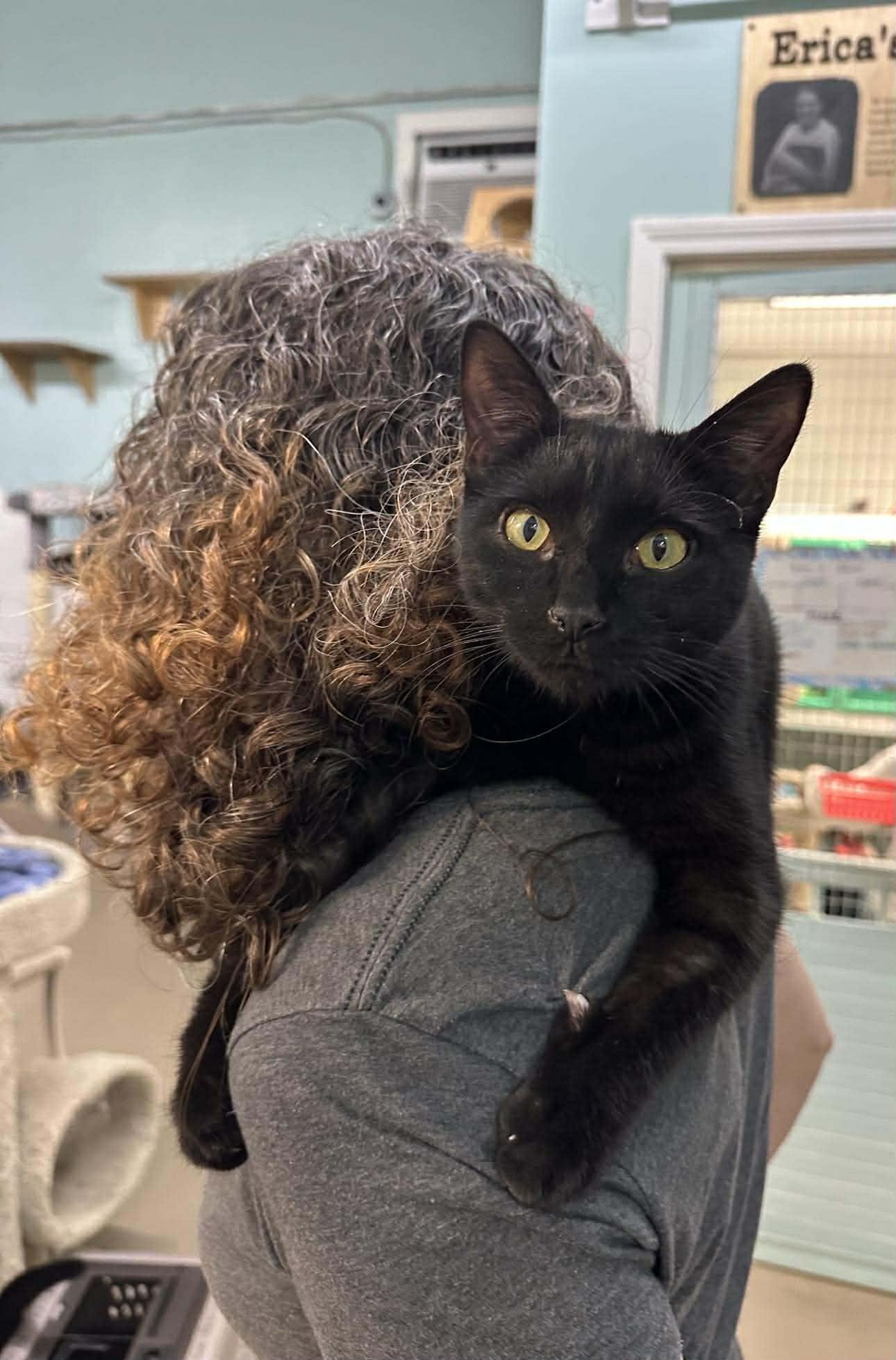 Enlarge Ozzy, a Adoptable Domestic Short Hair in Gonic, NH image 1/3