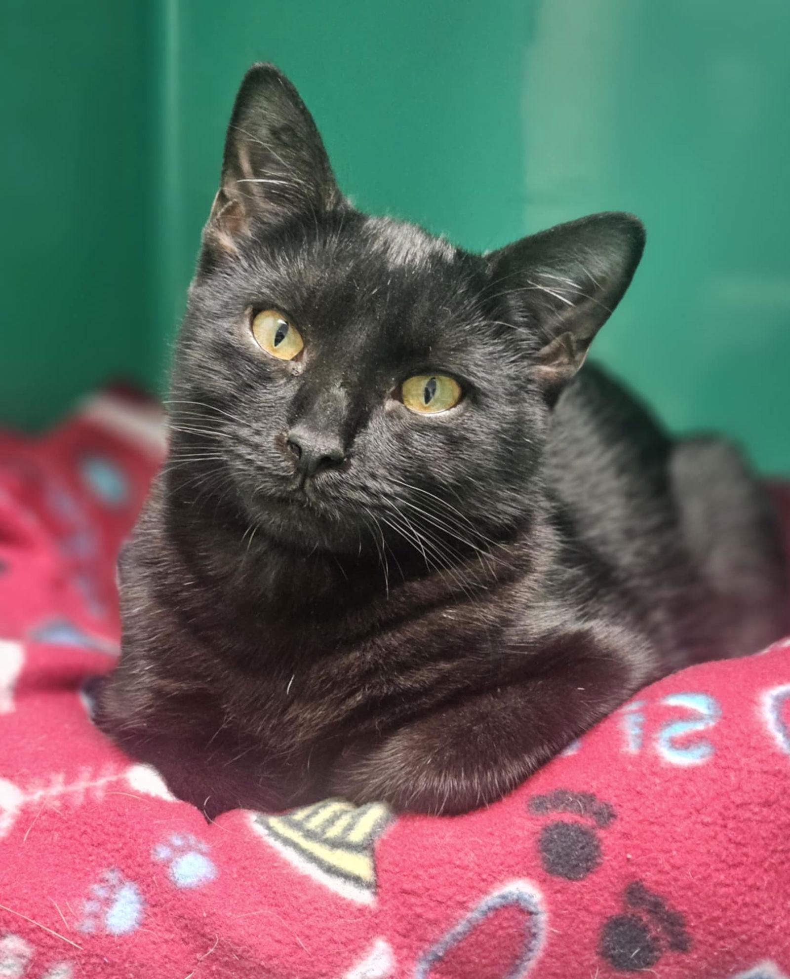 Enlarge Ozzy, a Adoptable Domestic Short Hair in Gonic, NH image 2/3