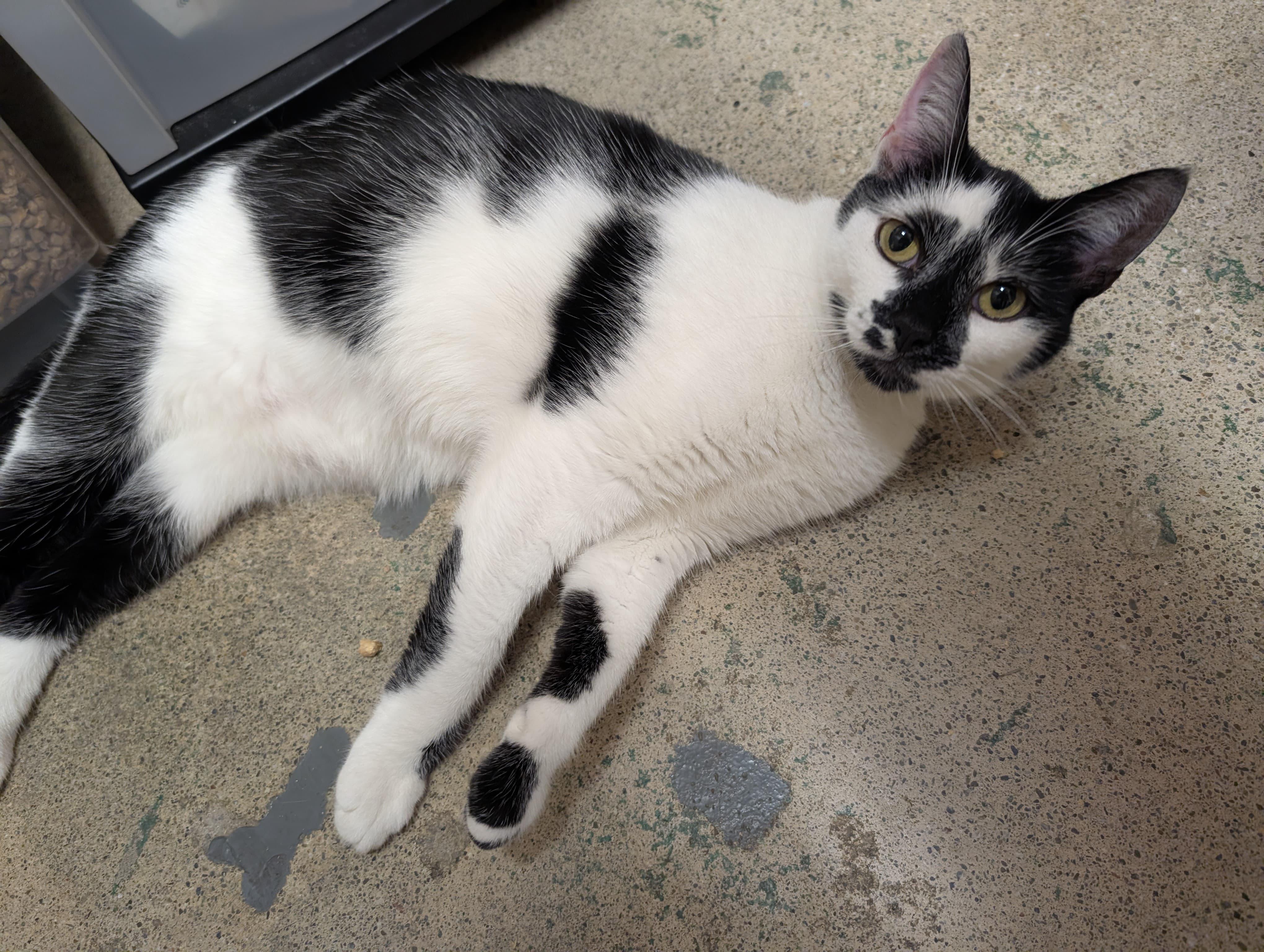 Agnes, a ADOPTABLE Domestic Short Hair in San Francisco, CA image 3/5