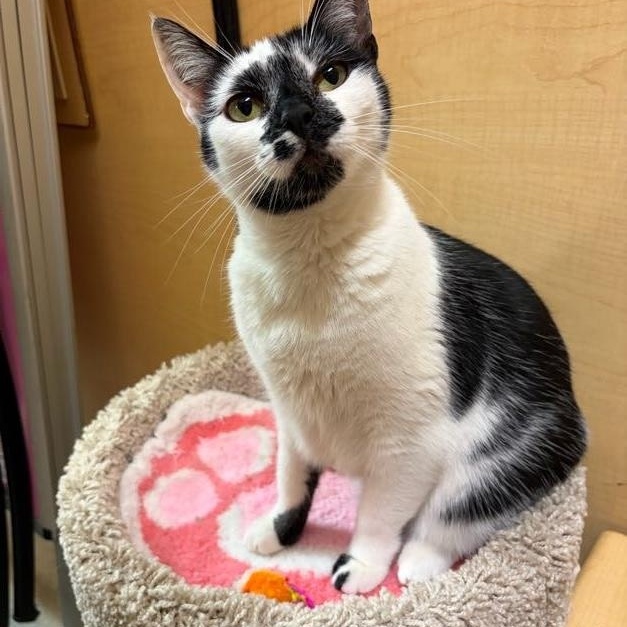 Agnes, ADOPTABLE, Young Female Domestic Short Hair.