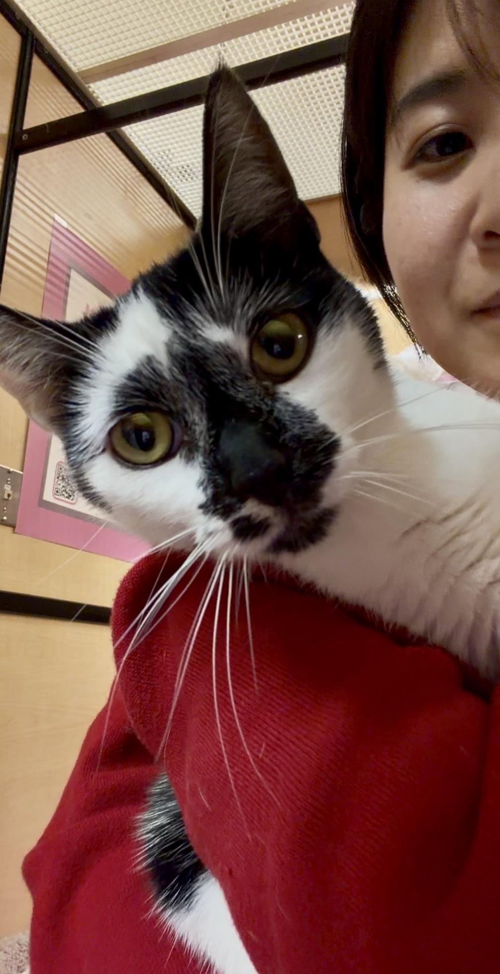 Agnes, a ADOPTABLE Domestic Short Hair in San Francisco, CA image 4/5