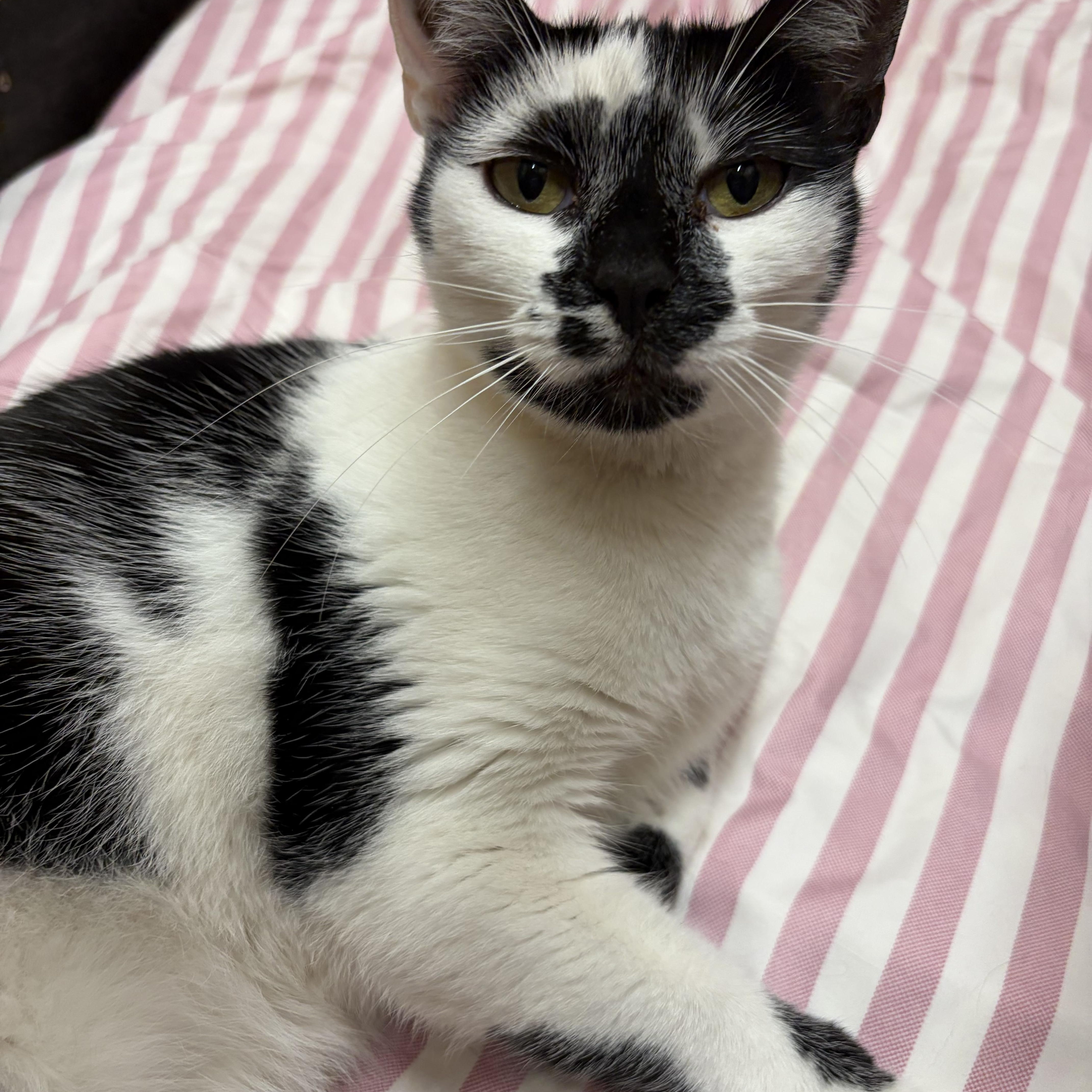 Agnes, a ADOPTABLE Domestic Short Hair in San Francisco, CA image 5/5