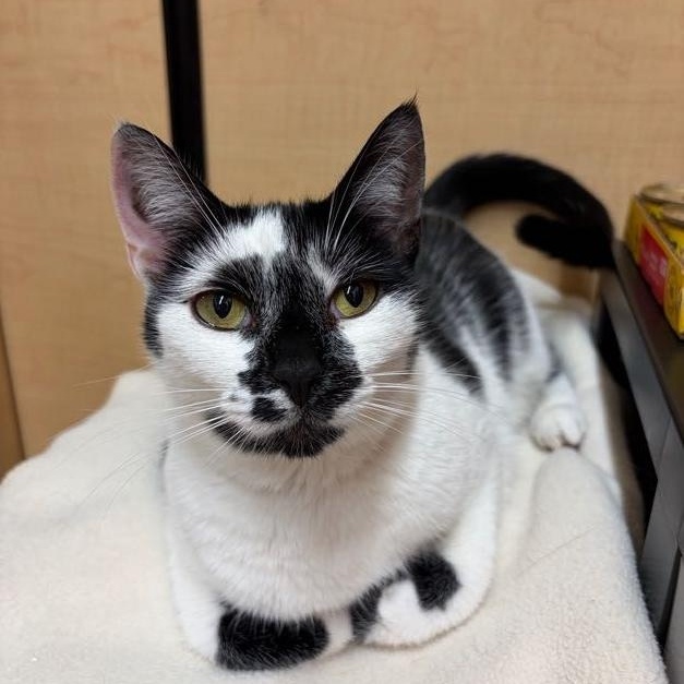 Agnes, a ADOPTABLE Domestic Short Hair in San Francisco, CA image 2/5