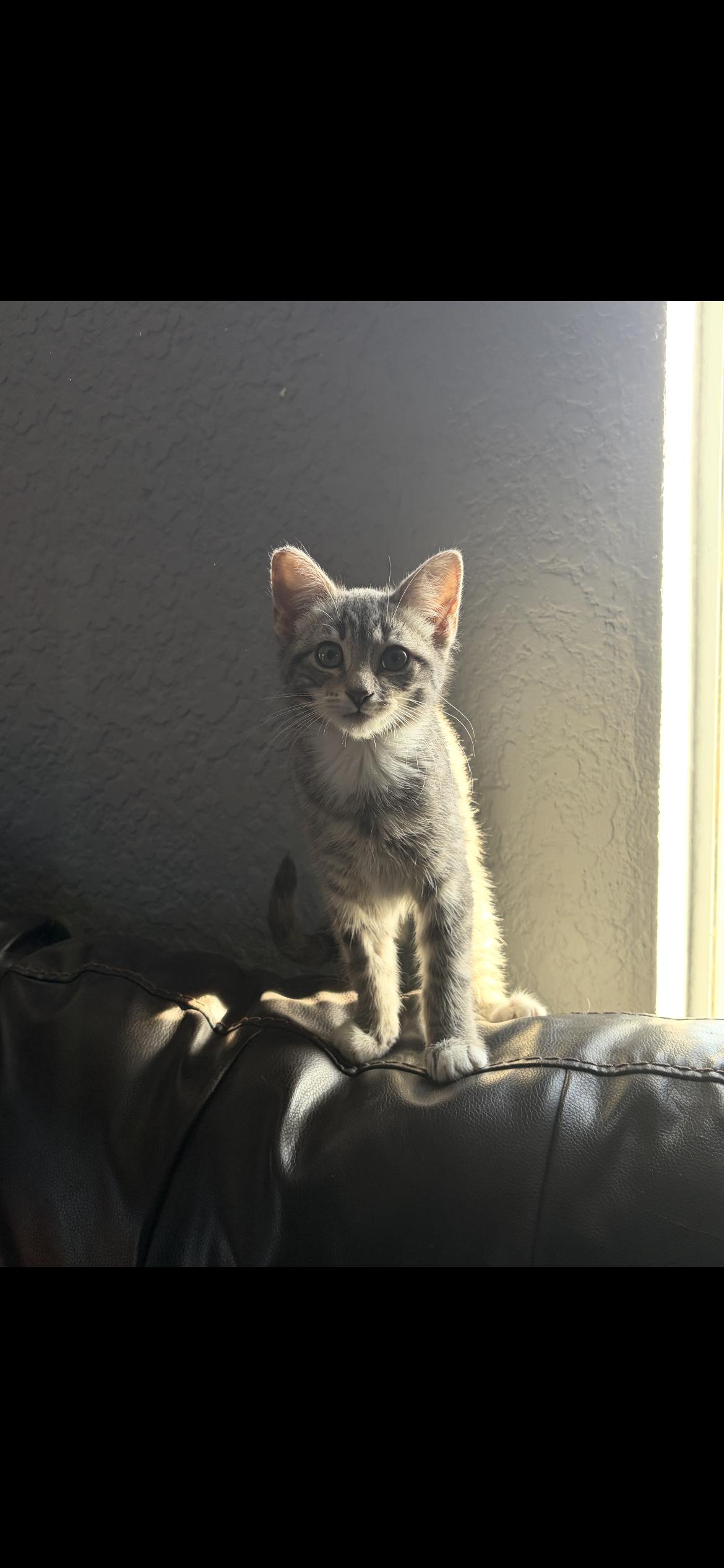 Enlarge Mitz, a ADOPTABLE Domestic Short Hair in Palmdale, CA image 1/1