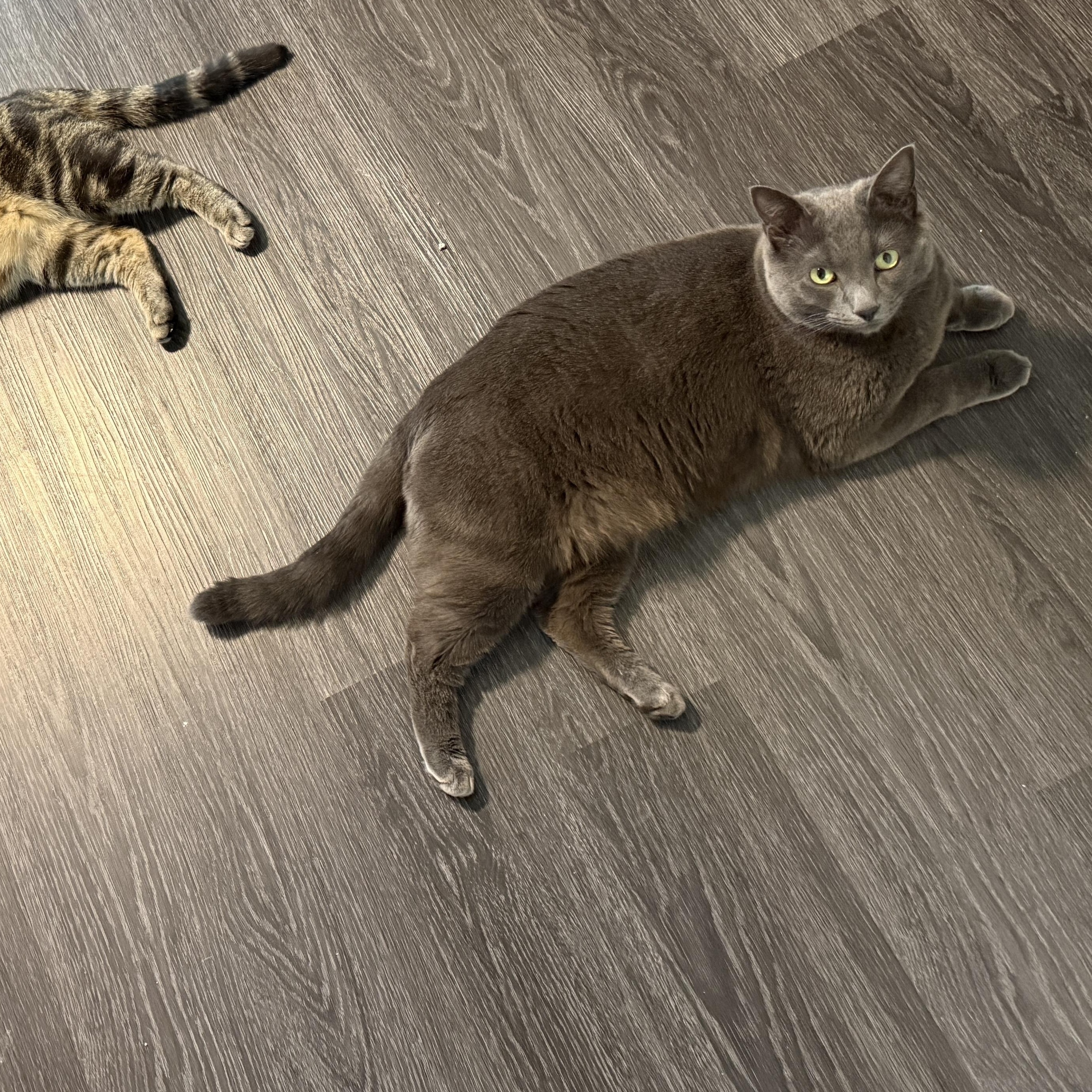 Breezy (52158/2235), adoptable, Adult Male Domestic Short Hair.