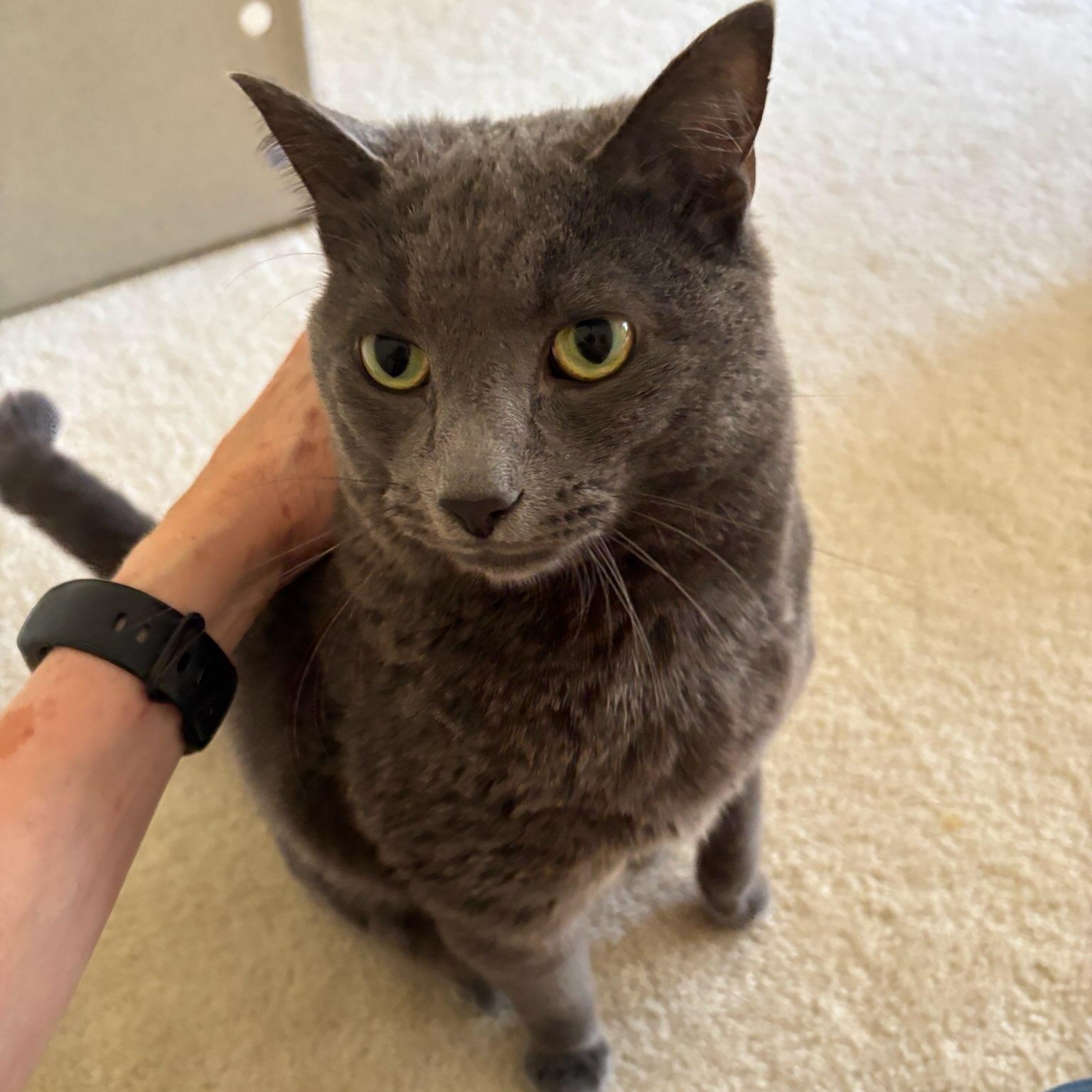 Breezy (52158/2235), an adoptable Domestic Short Hair in Manassas, VA image 2/5