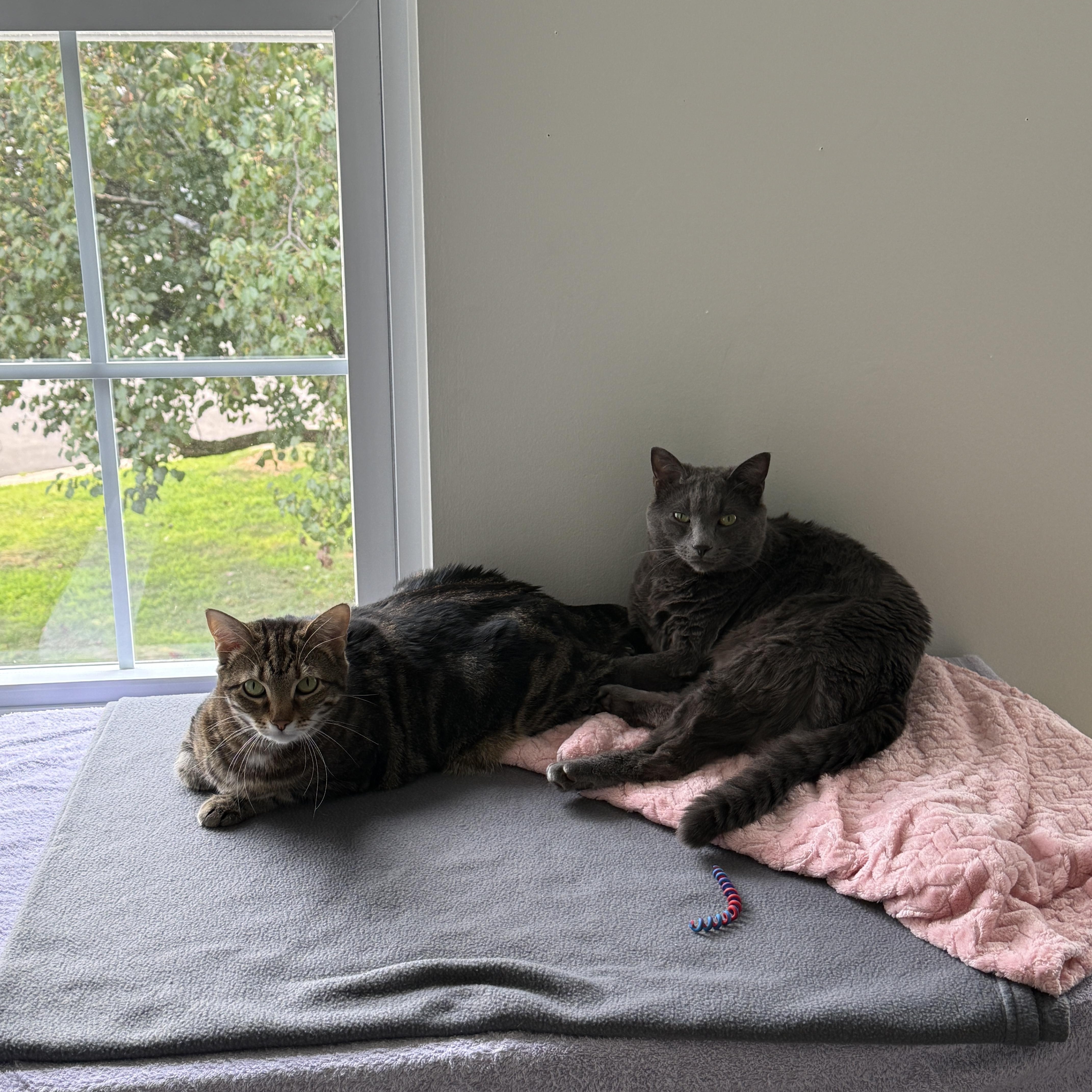 Breezy (52158/2235), an adoptable Domestic Short Hair in Manassas, VA image 5/5