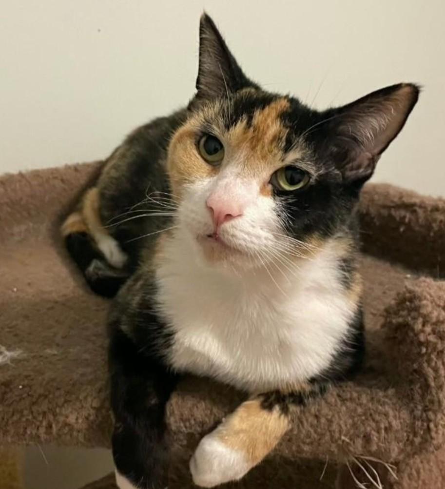 Simi, ADOPTABLE, Adult Female Calico.