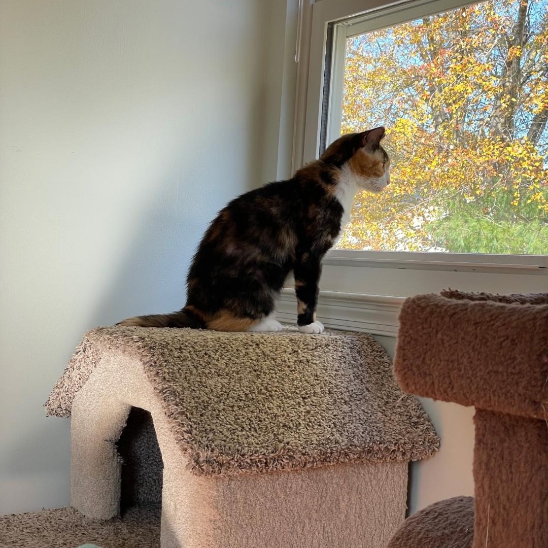 Enlarge Simi, a ADOPTABLE Calico in Maple Shade, NJ image 4/4