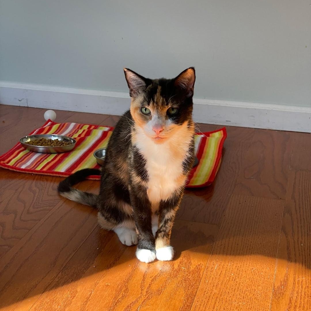 Enlarge Simi, a ADOPTABLE Calico in Maple Shade, NJ image 3/4