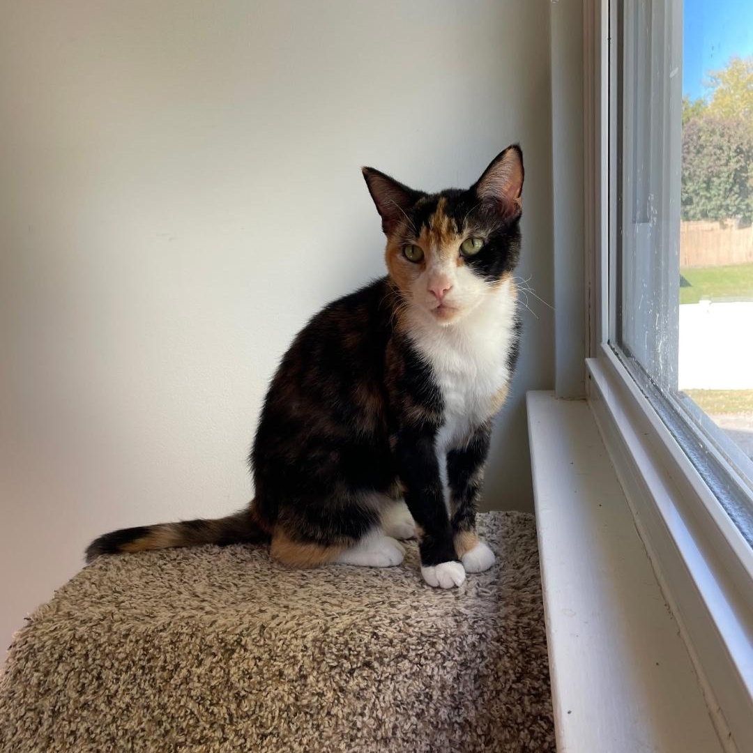 Enlarge Simi, a ADOPTABLE Calico in Maple Shade, NJ image 2/4