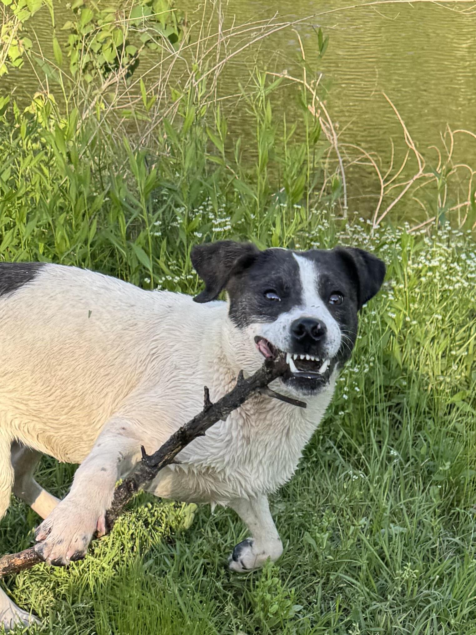Zoran, an adoptable Feist in Warwick, RI, 02889 | Photo Image 3